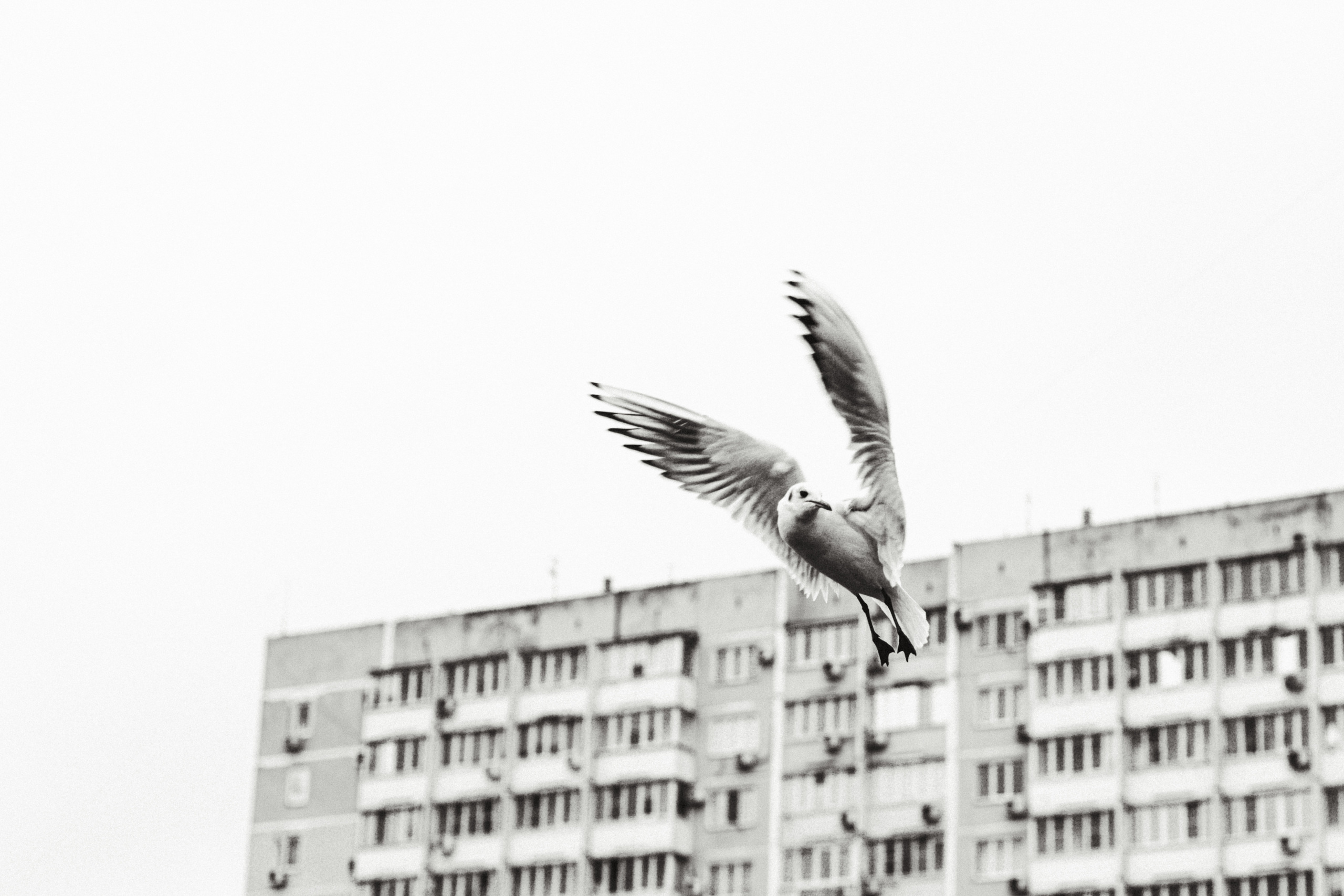 Чайки. Бизнес, мужской фотограф в Краснодаре | Аксёнов Алексей Владимирович