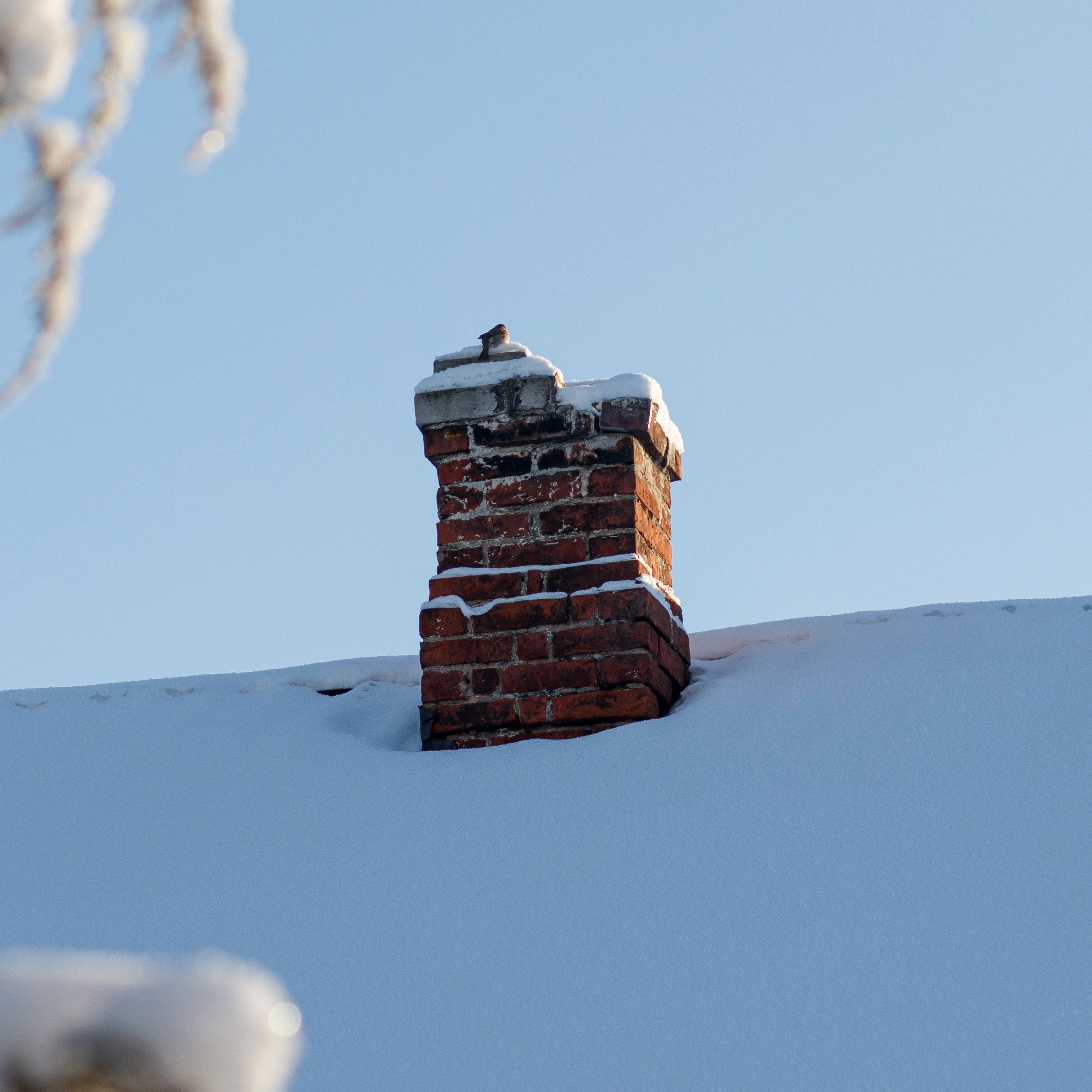 一月的花园 – 冬季静谧与脆弱自然摄影