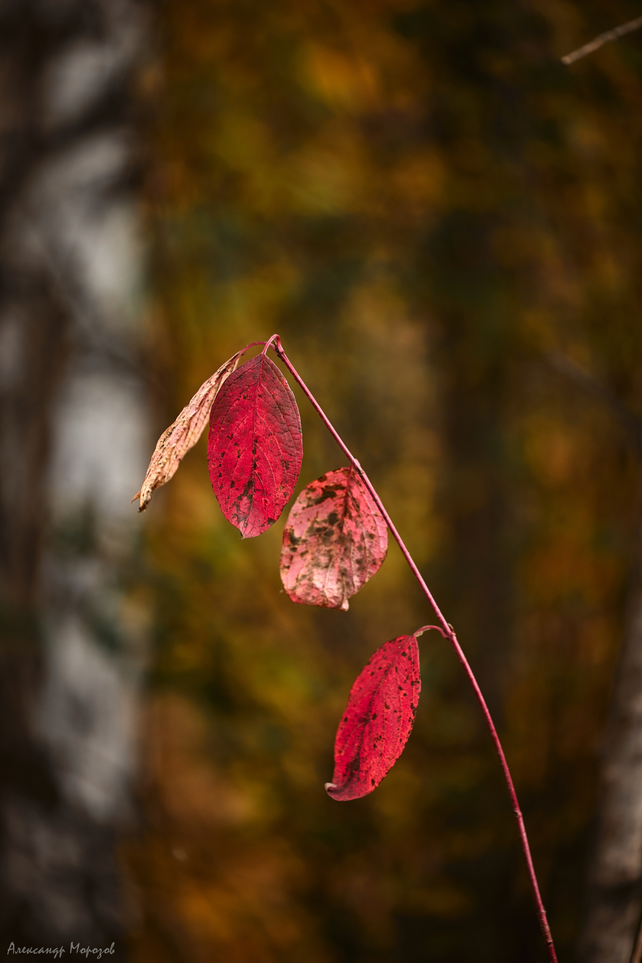 Осень в деталях. Фотограф в Екатеринбурге Александр Морозов