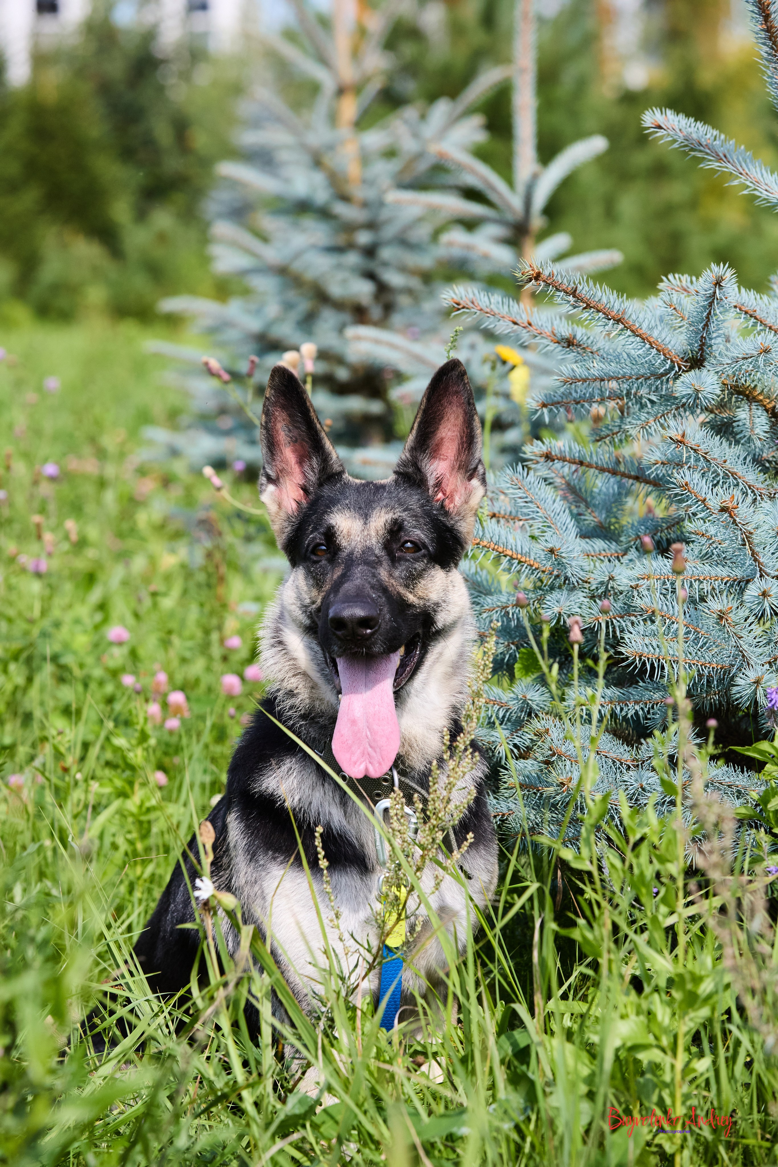 Проект фотопрогулка с хвостиком. Buyvolenko Andrey