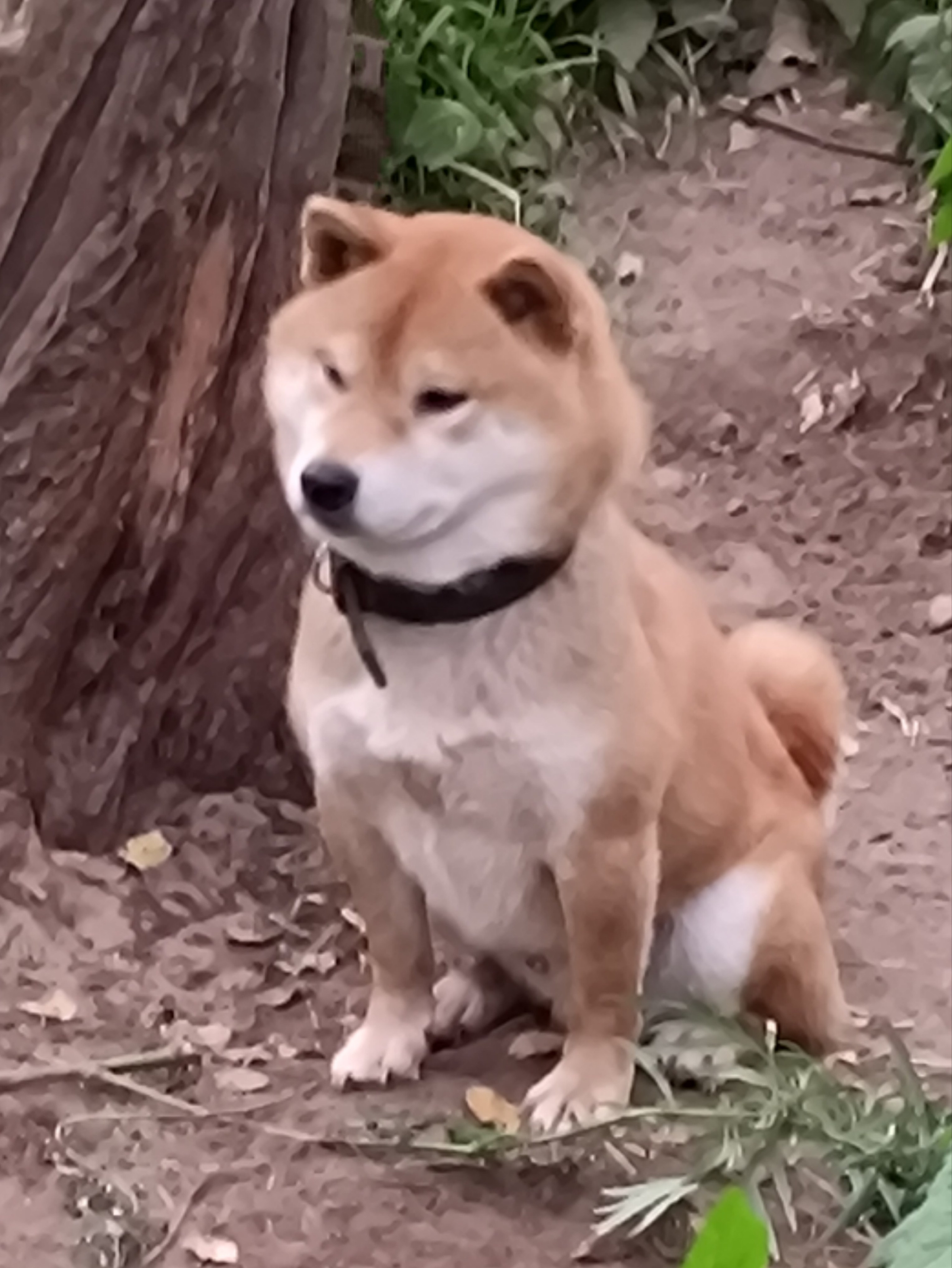 Кобель для вязки сиба Санкт-Петербург питомник Рубилайт Rubylight Тор * Exceligmos Victor сиба щенки