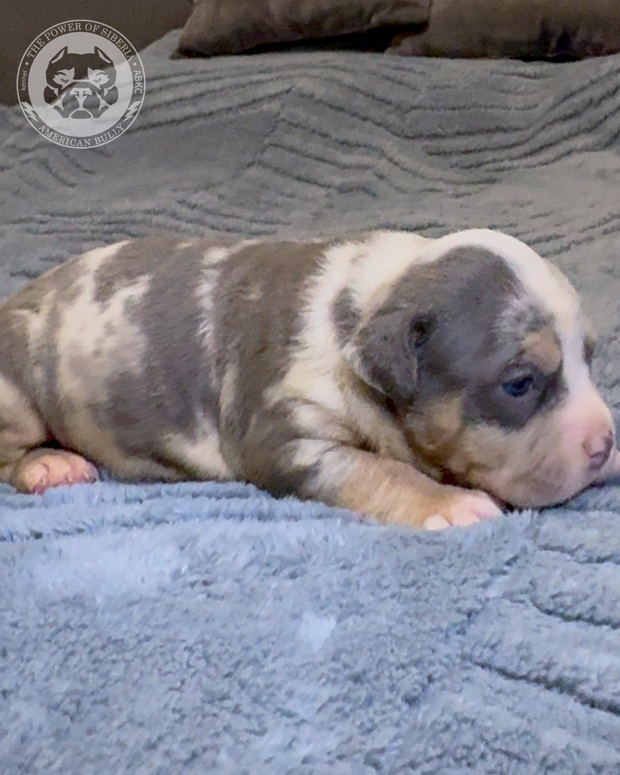 Свободные щенки Американский Булли стандарт и Свободные щенки Американский Булли классик. Американский Булли в г. Ростов-на-Дону. Питомник THE POWER OF SIBERIA