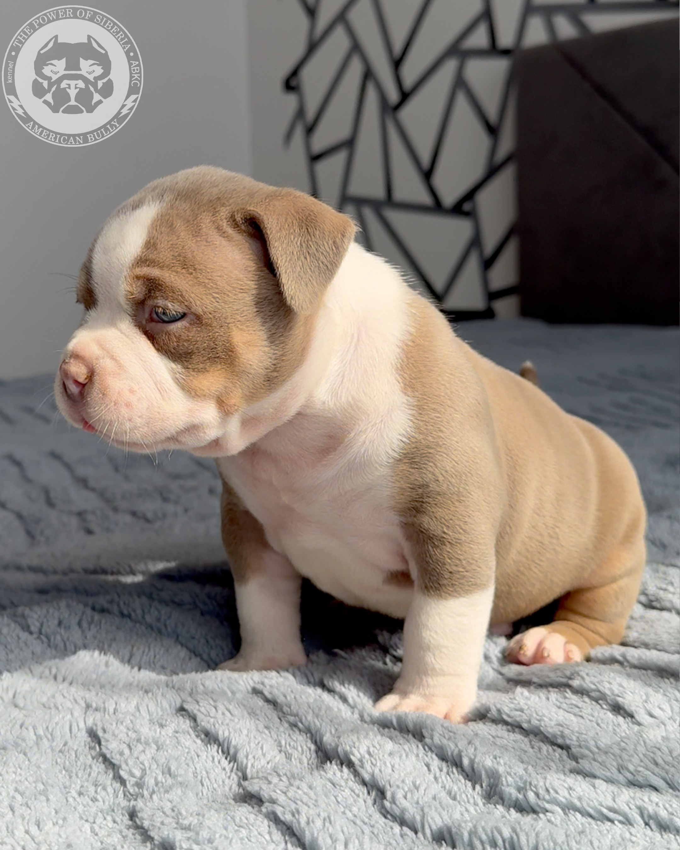 21.02.26-Мила-Турук. Американский Булли в г. Ростов-на-Дону. Питомник THE POWER OF SIBERIA