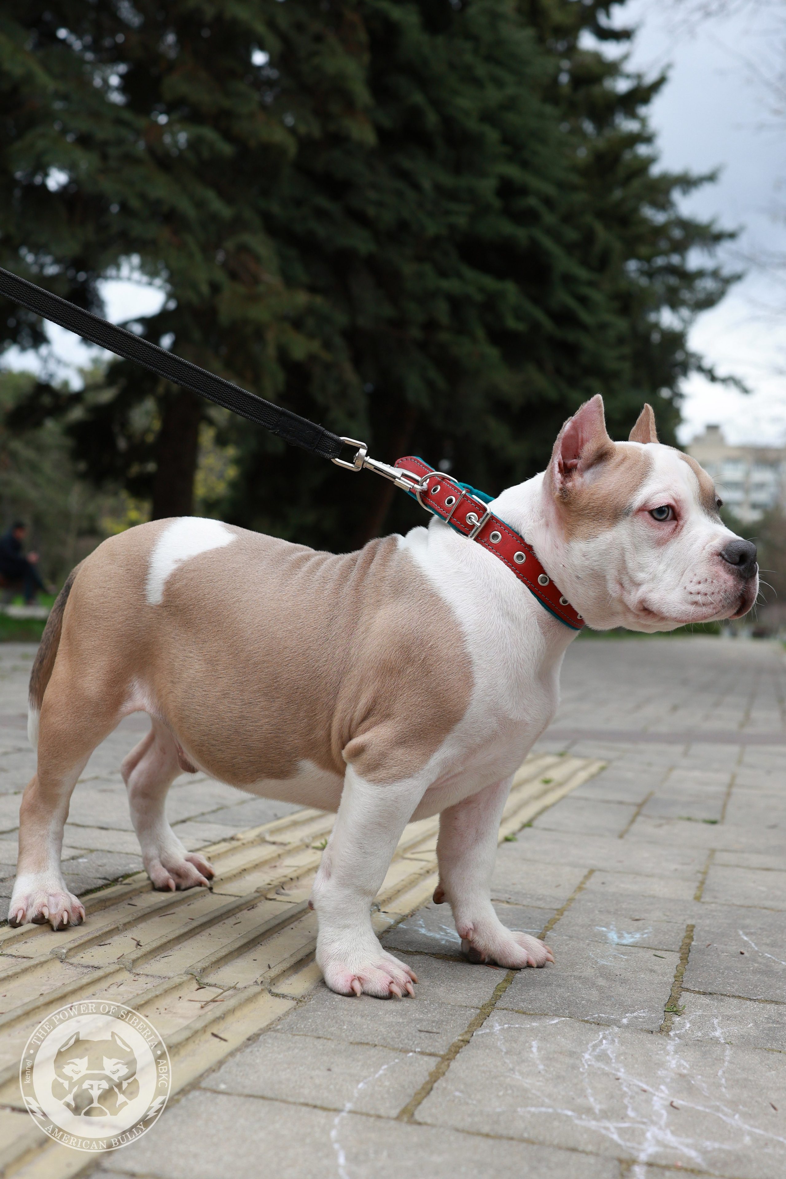 13.12.25-Мия-Турук. Американский Булли в г. Ростов-на-Дону. Питомник THE POWER OF SIBERIA