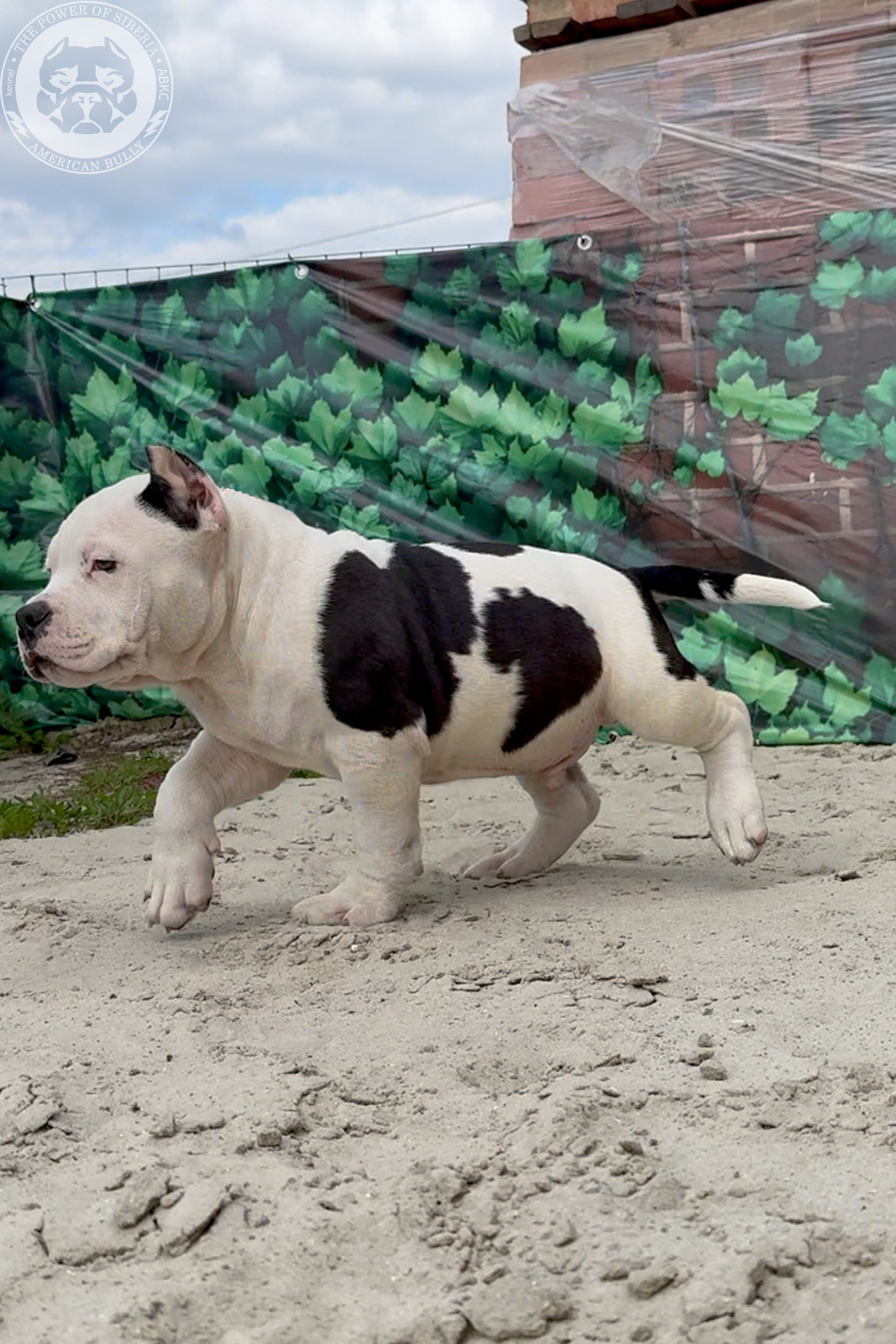 20.01.26-Рокси-Арчи. Американский Булли в г. Ростов-на-Дону. Питомник THE POWER OF SIBERIA