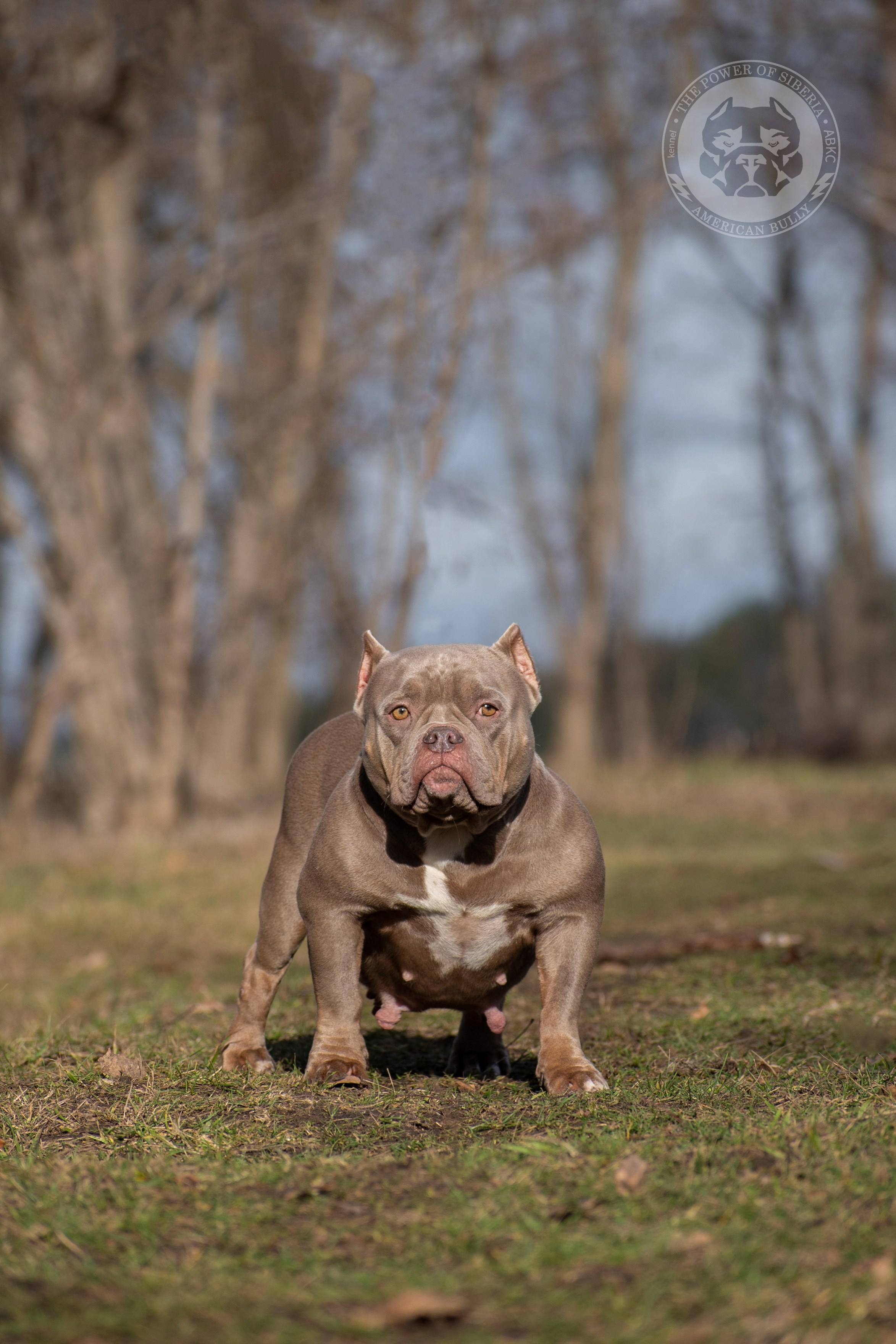купить щенка в официальном питомнике American Bully в Тольятти