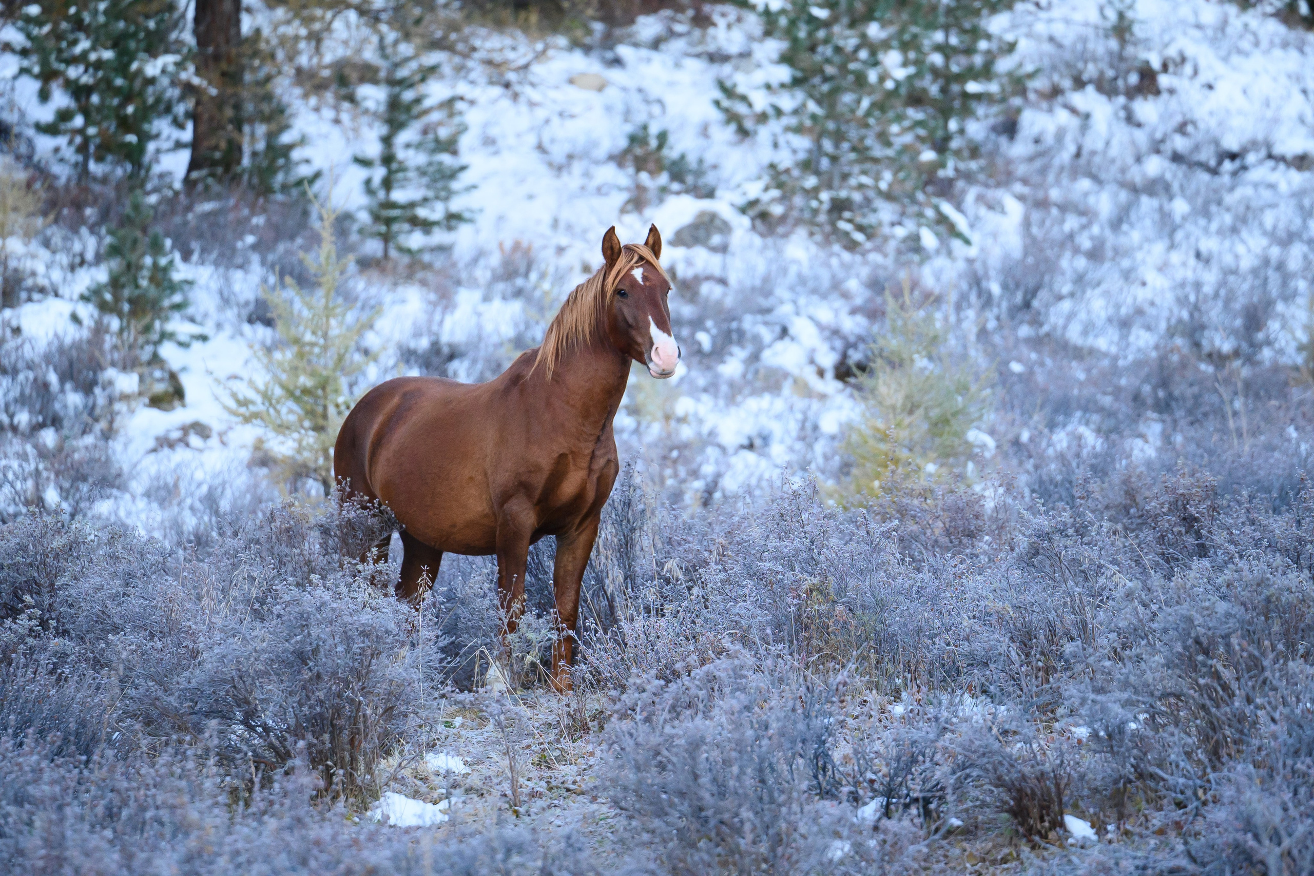 Горный Алтай. Фотограф Антон Денисенко: Портрет, Документалистика, Пейзаж. Москва