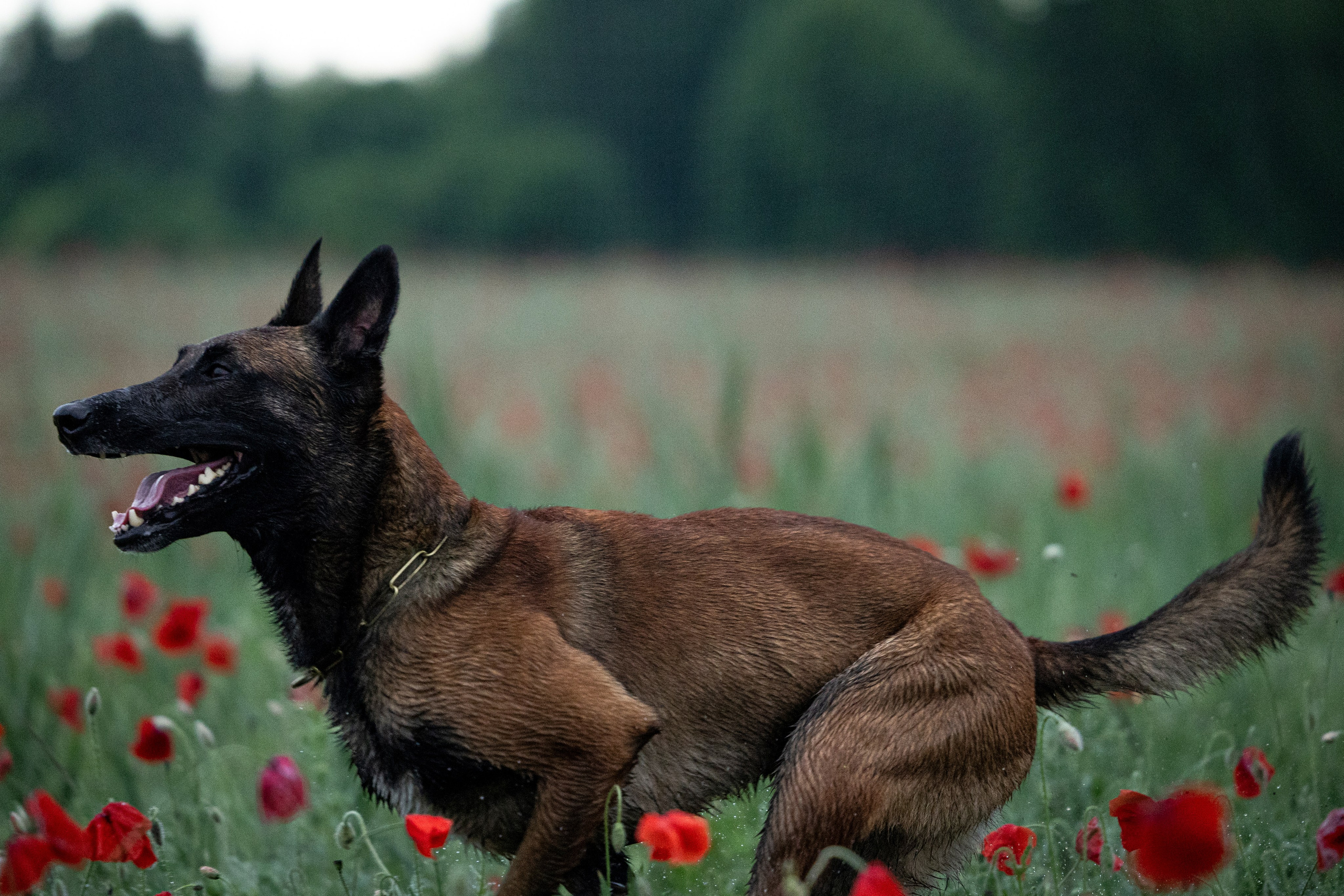 Маковое поле. Фотограф-анималист Анна Маринич