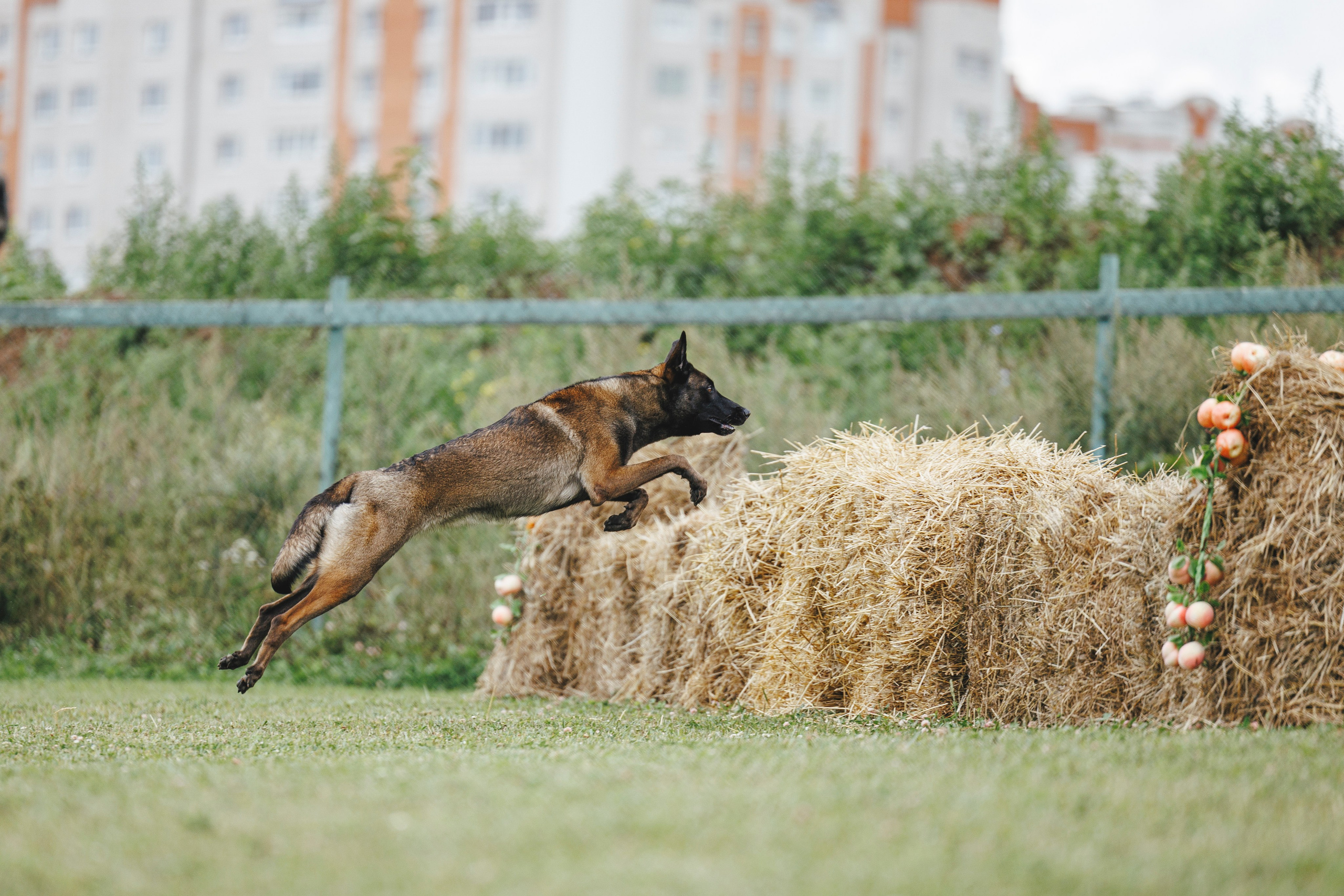 08.08.25-10.08.25 ЧР по мондьорингу г. Вологда. Фотограф-анималист Анна Маринич