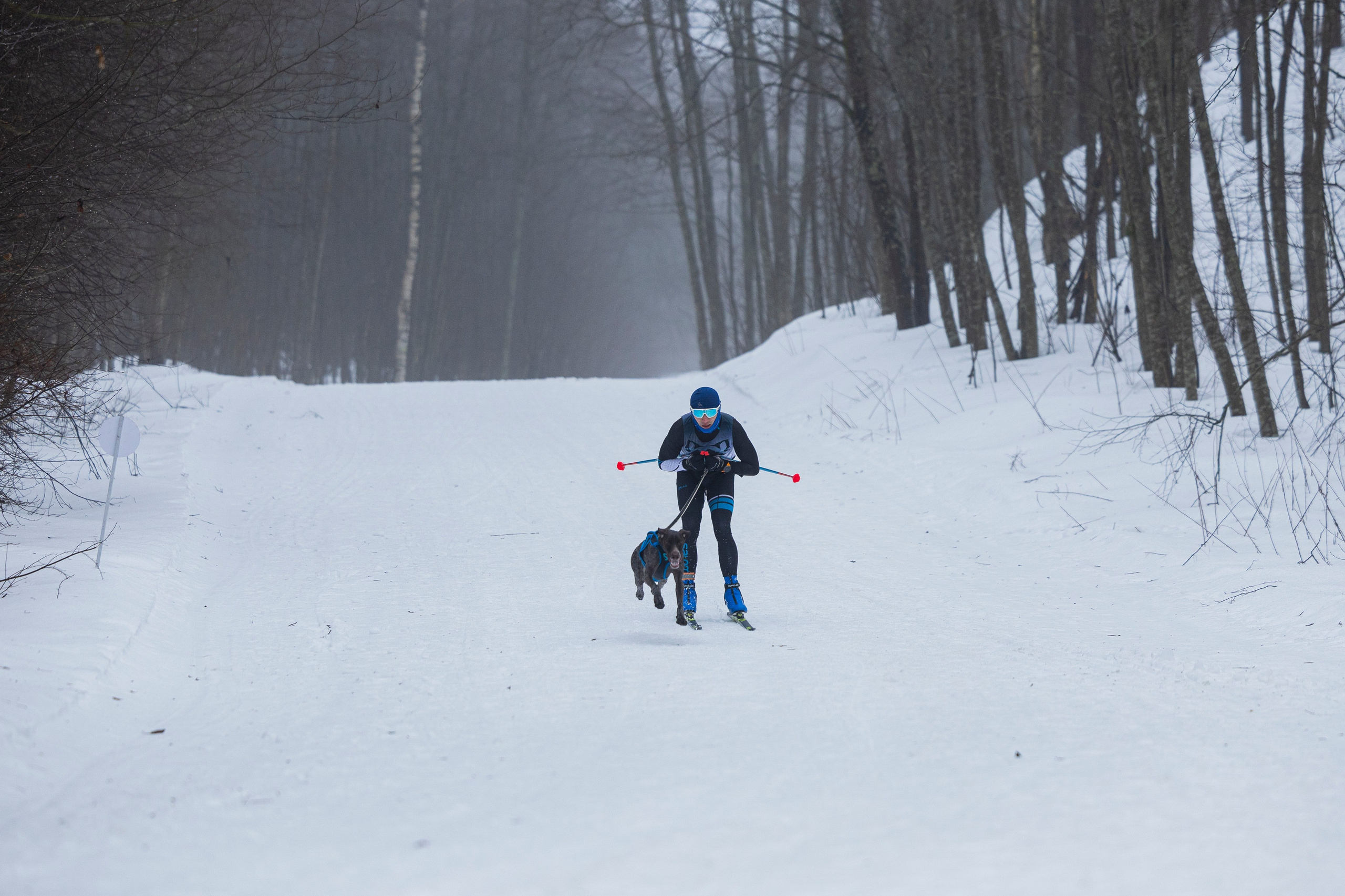 Зимний Чемпионат Санкт-Петербурга по ездовому спорту. Фотограф-анималист Анна Маринич