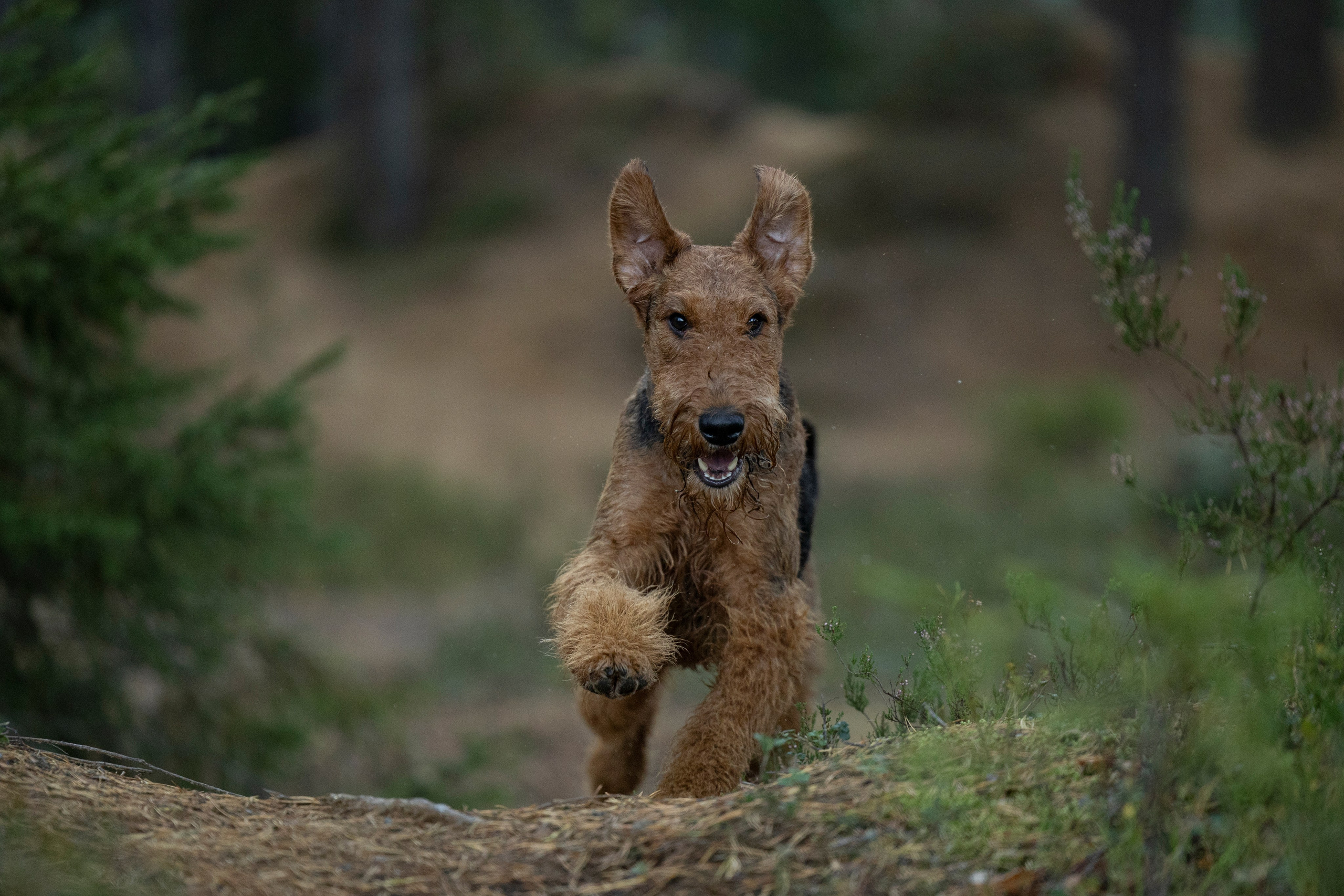 Харди. Фотограф-анималист Анна Маринич