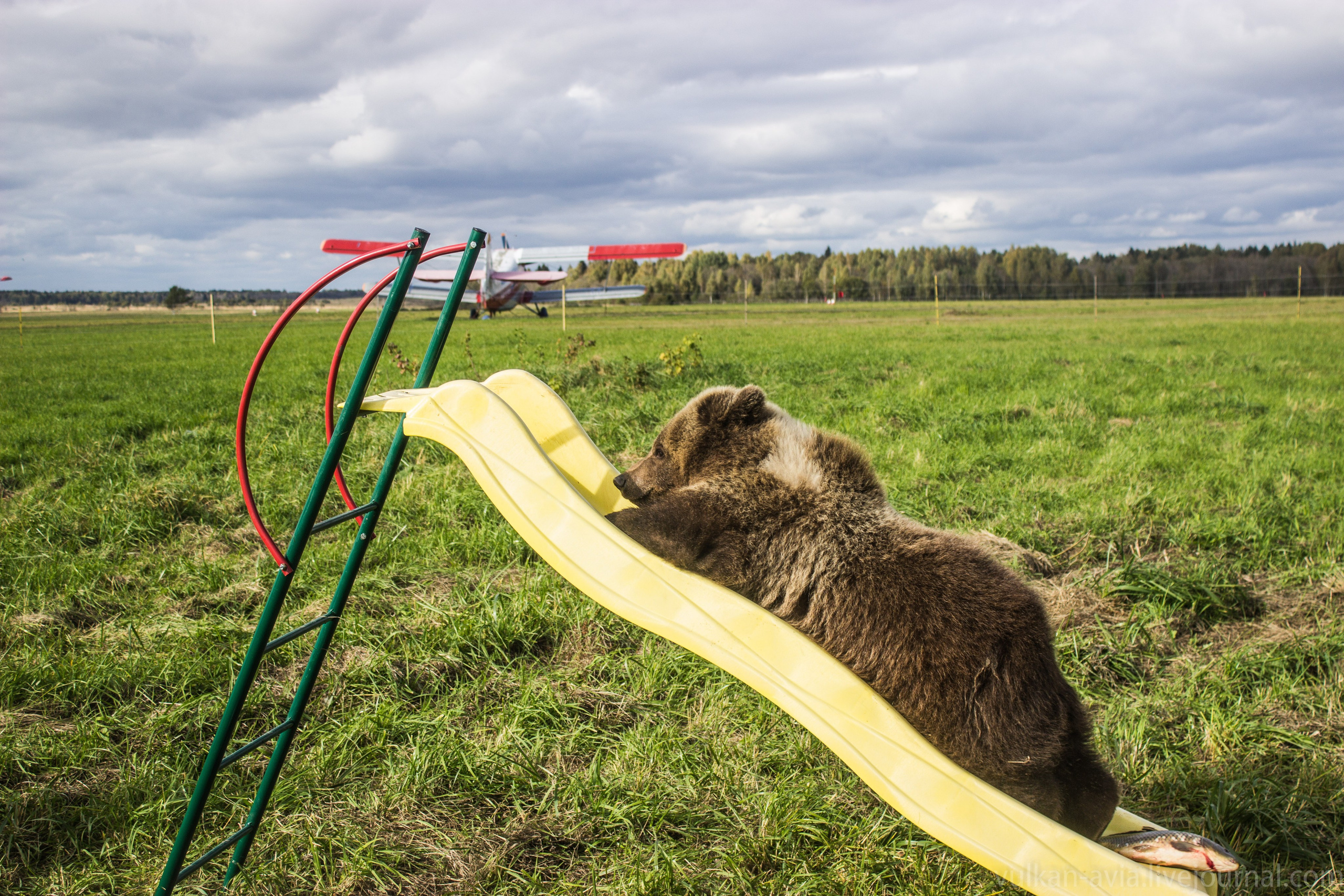 Медведь Мансур. Фотоальбом показывающий увлекательный мир авиации и мир медведей Андрея Иванова