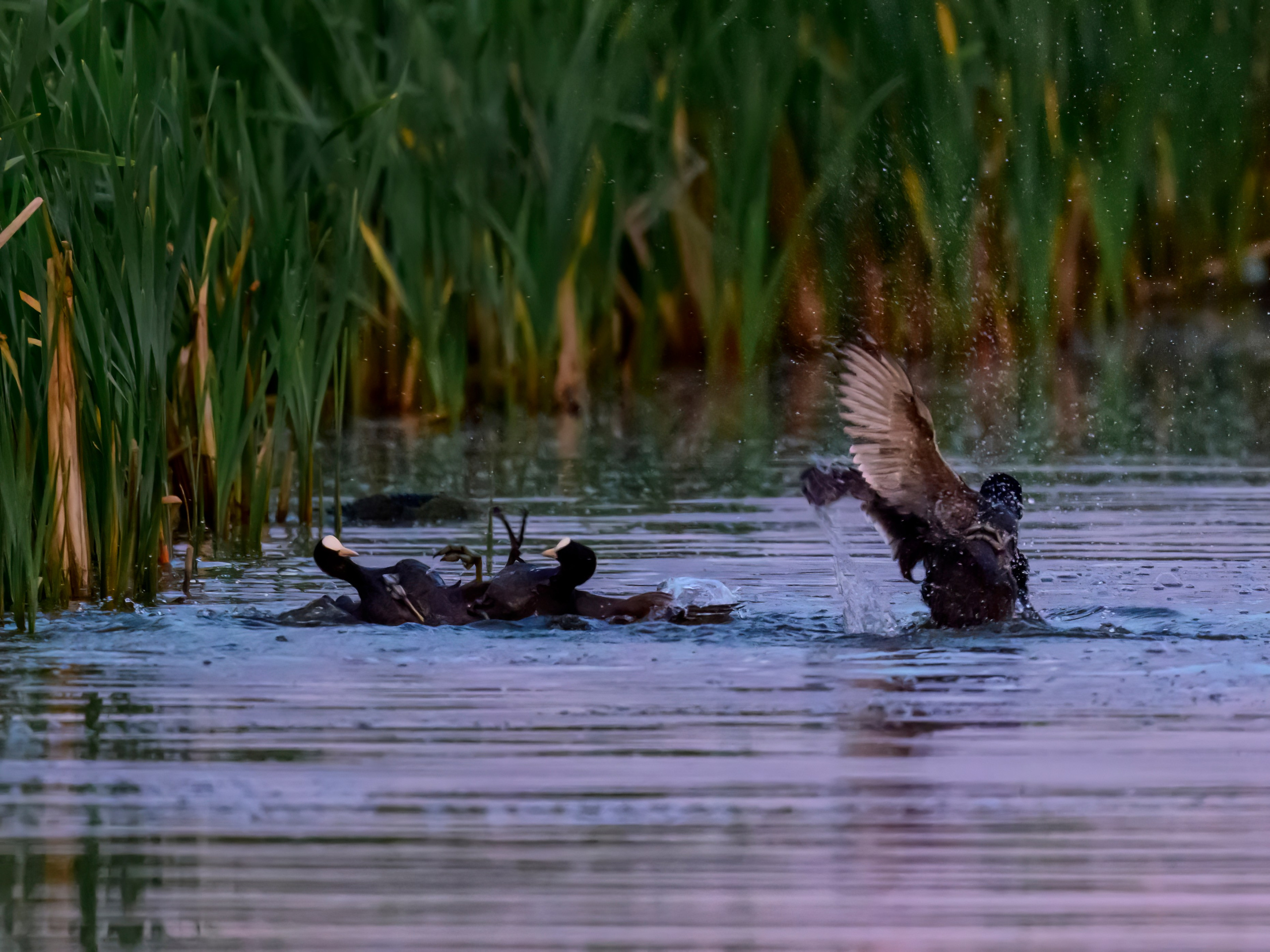 Драки лысух и лунь. Wildlife photography by Sergey Puponin