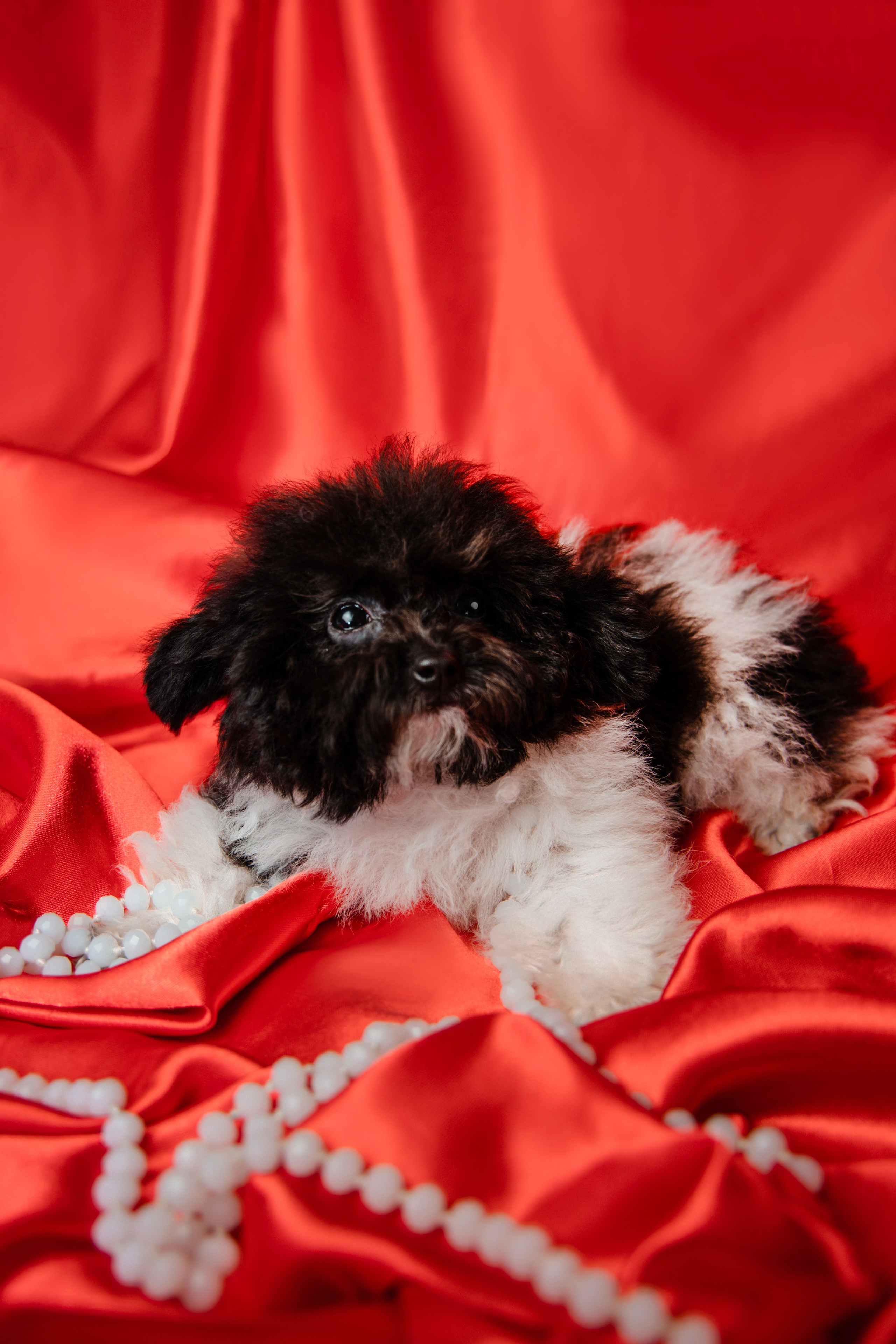 Фотограф Татьяна Марсуверских г. Жуковский, Москва и Мо. Репортажные съёмки, фотосессии,  фотограф анималист, фотосъёмка животных. Фотограф для маркетплейсов, фотоуслуги в Жуковском Татьяна Марсуверских