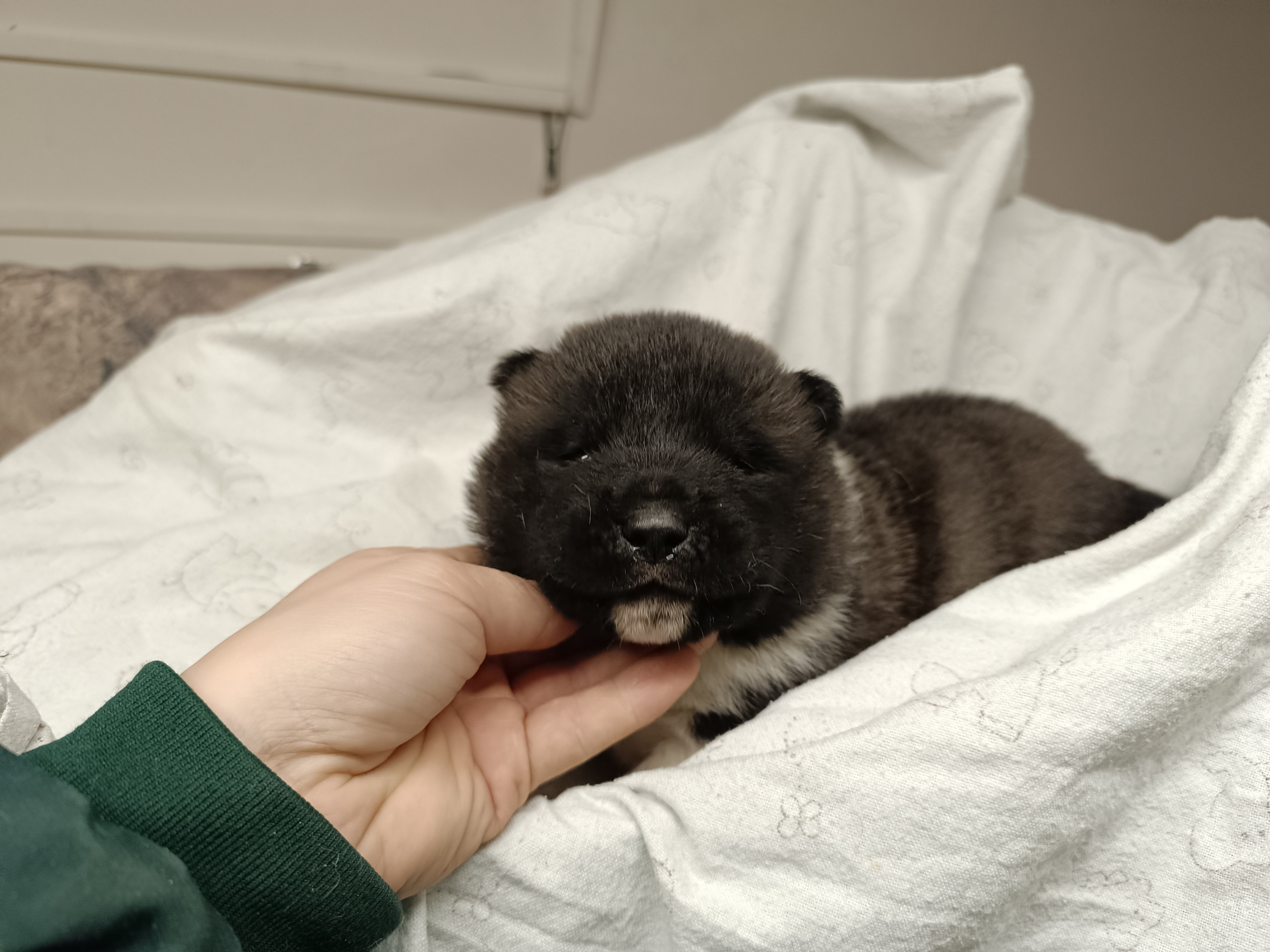 Американская акита  щенки питомник Санкт-Петербург клубные щенки Американская акита питомник RUBYLIGHT Рубилайт купить щенка американской акиты