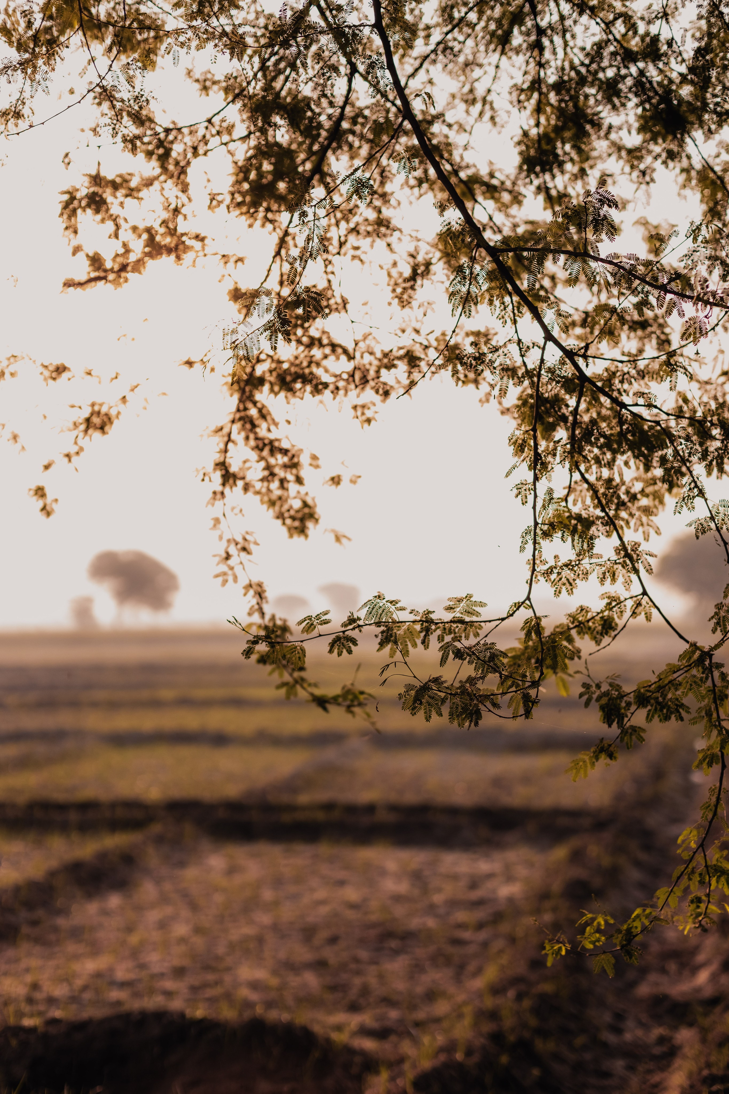 Minakshi Devi. Мариам Багдасарян