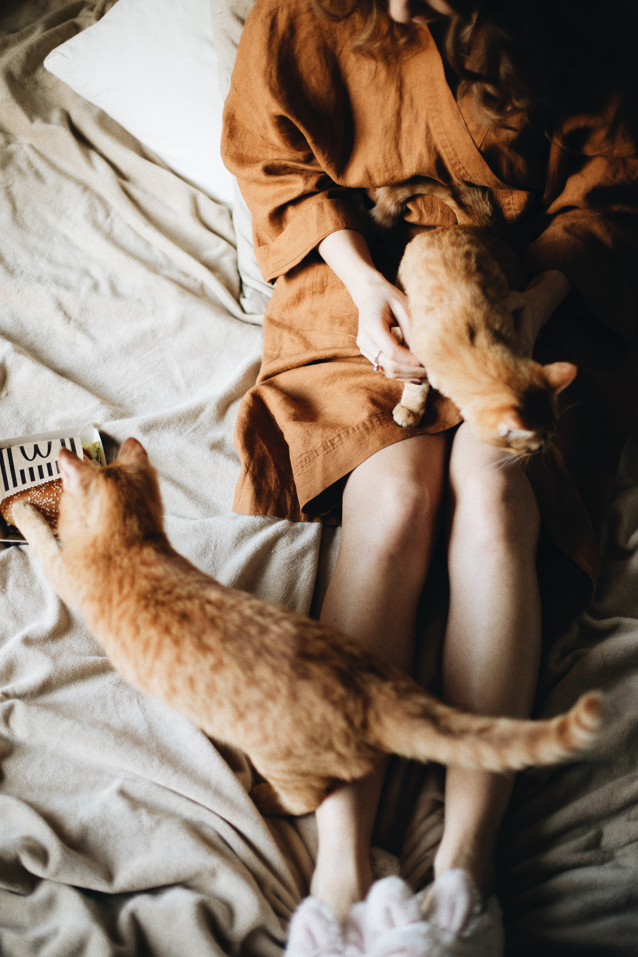 Катя, Булочка и Пирожок дома. Фотограф анималист Кристина Карпова, Москва