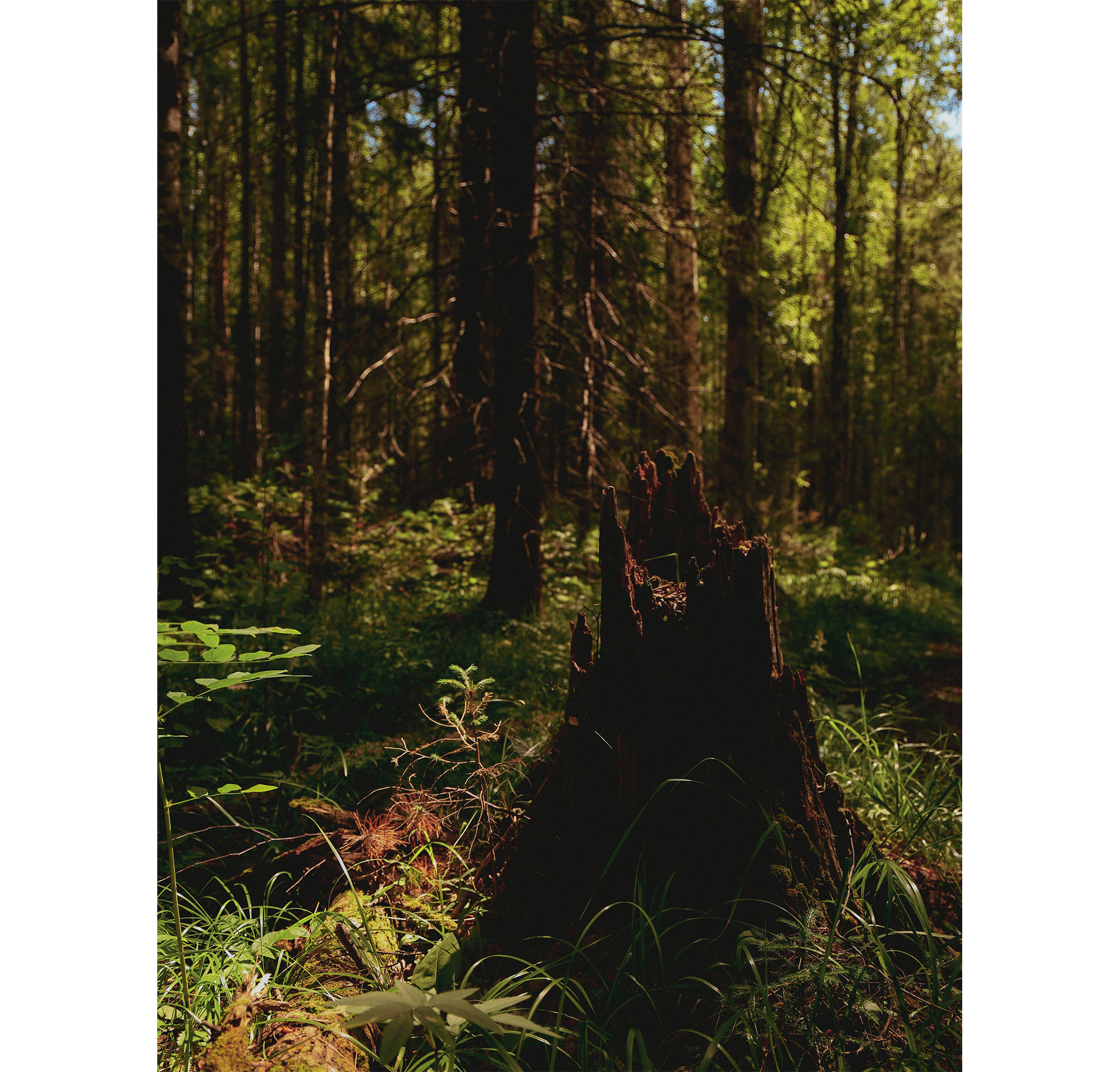 Summer hike. Фотограф/дизайнер в Екатеринбурге Хитрый Дмитрий