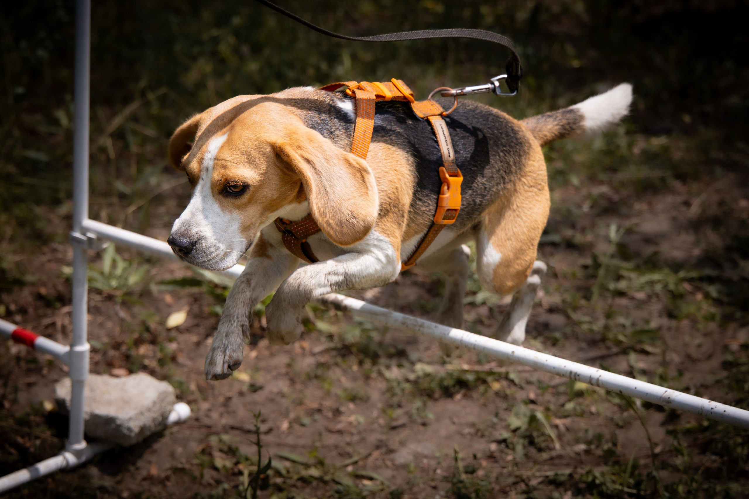 Собаки. Антонина Савельева Фотограф Ставрополь