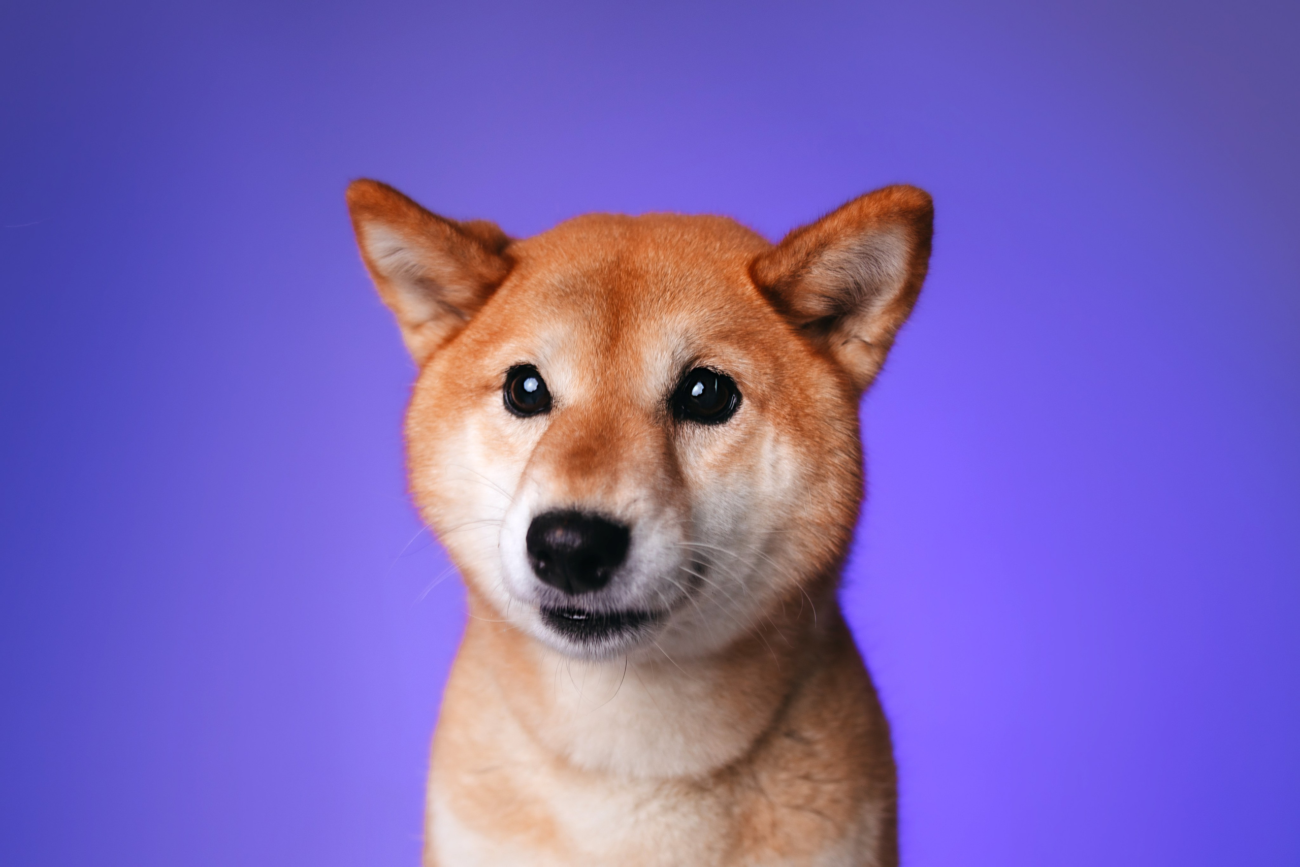 Неон 2 (фотодень). Фотограф анималист Кристина Карпова, Москва