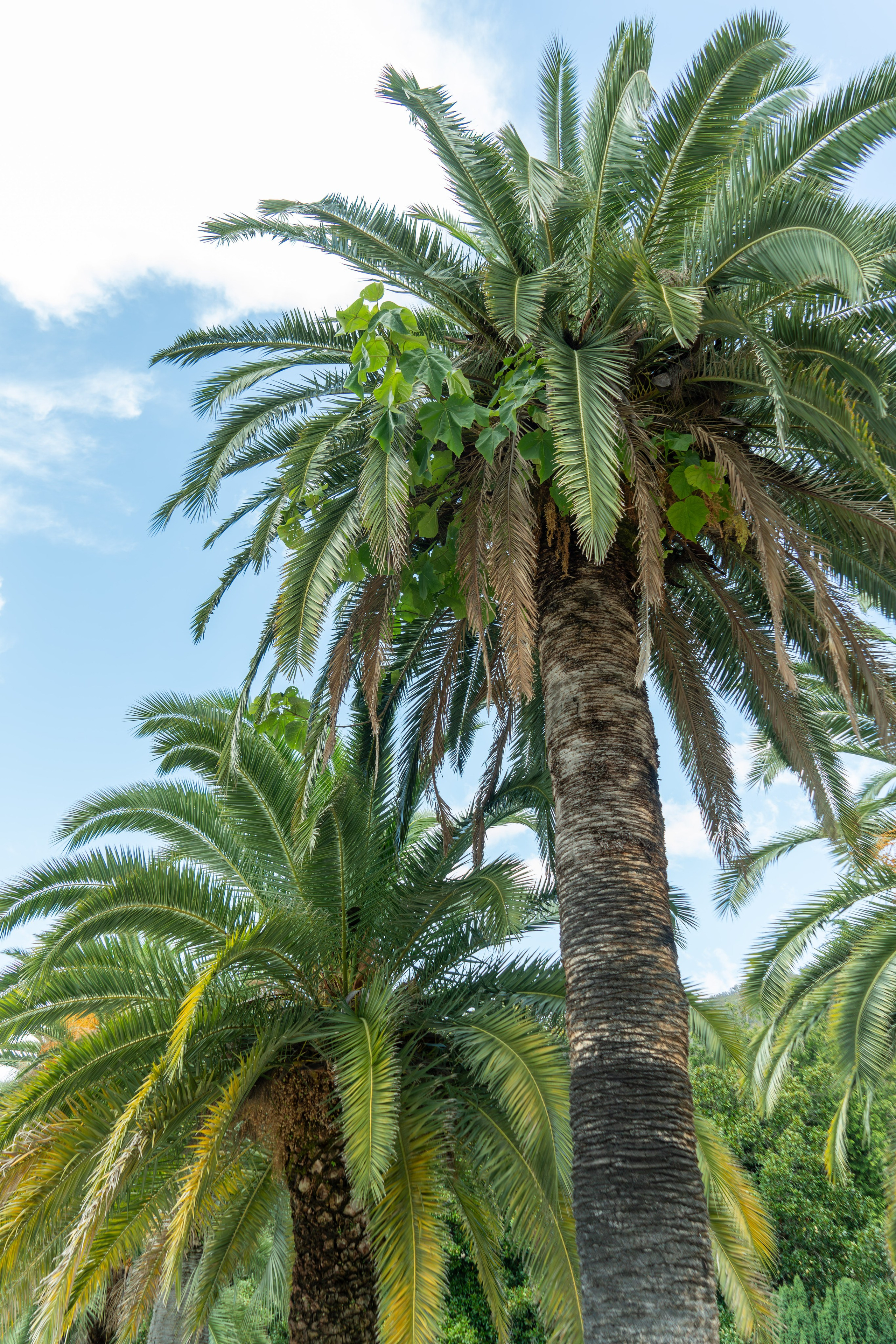 MICE мероприятие — тур по Абхазии. Репортажный фотограф в Красной Поляне и Сочи Павлюченко Екатерина