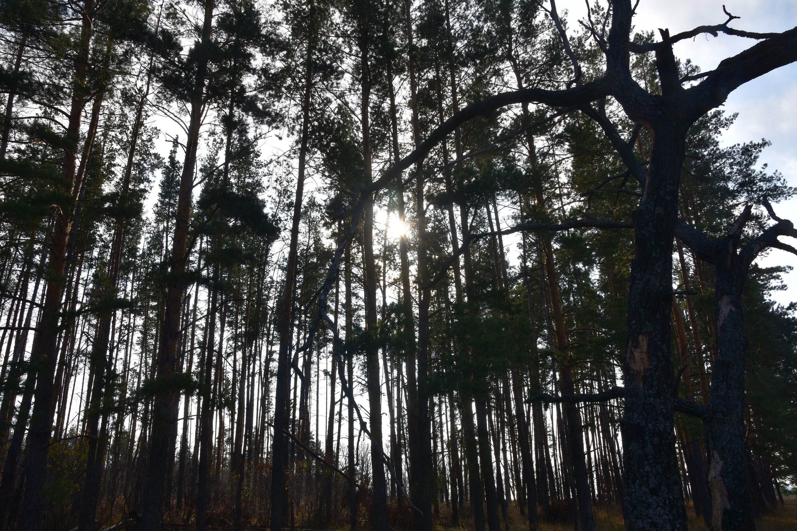 Все что тронуло, миниатюры. Созерцатель. фотографирую что тронуло и впечатлило. самарская область