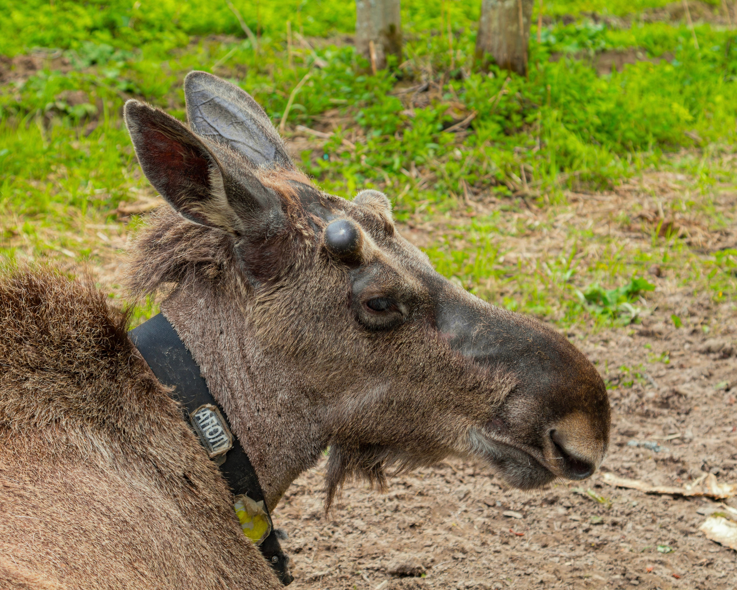 Лосеферма Сумароково. Фотограф Илья Варакин