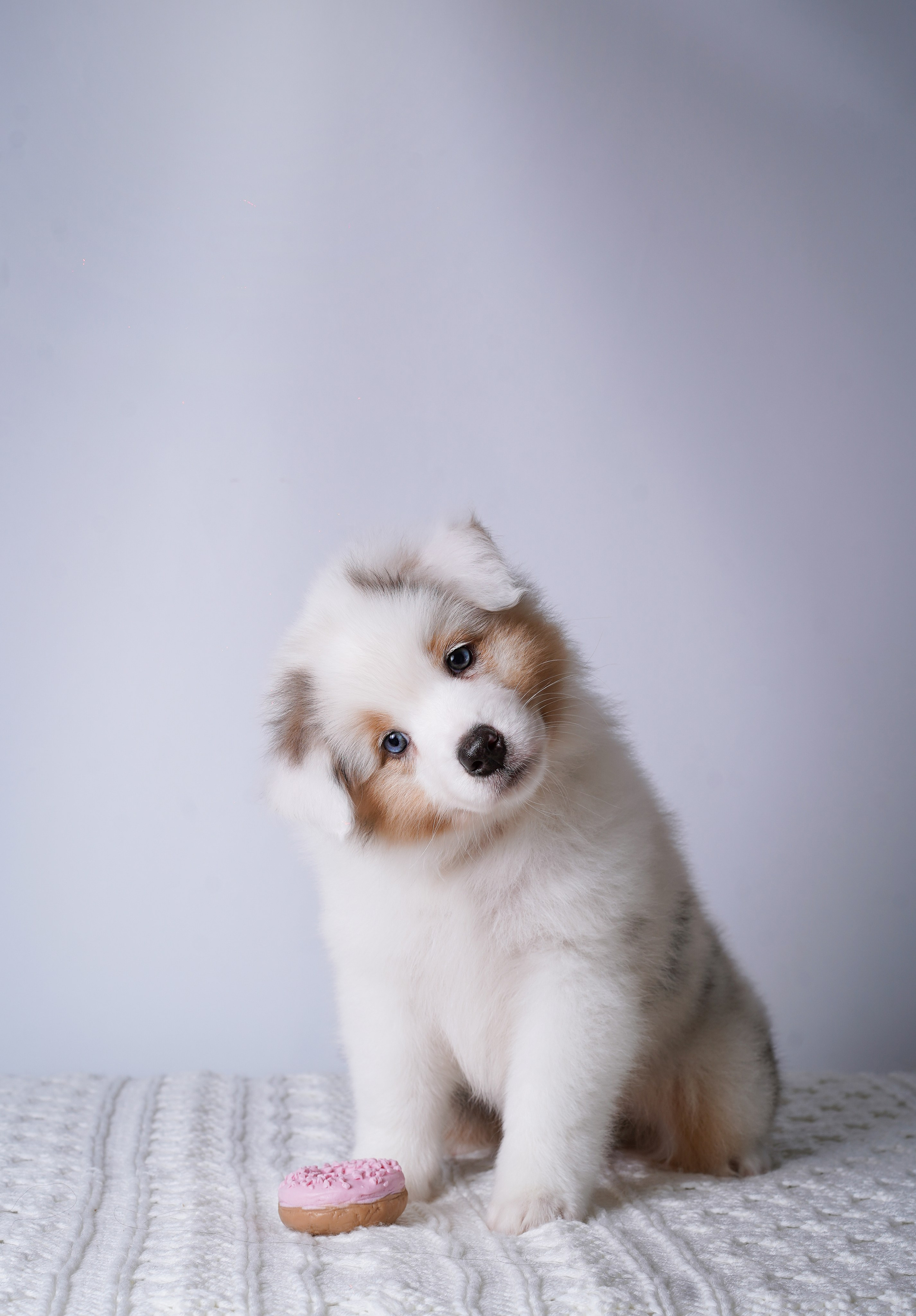 Щенки аусси. Фотограф-анималист в Санкт-Петербурге Яна Мартынова