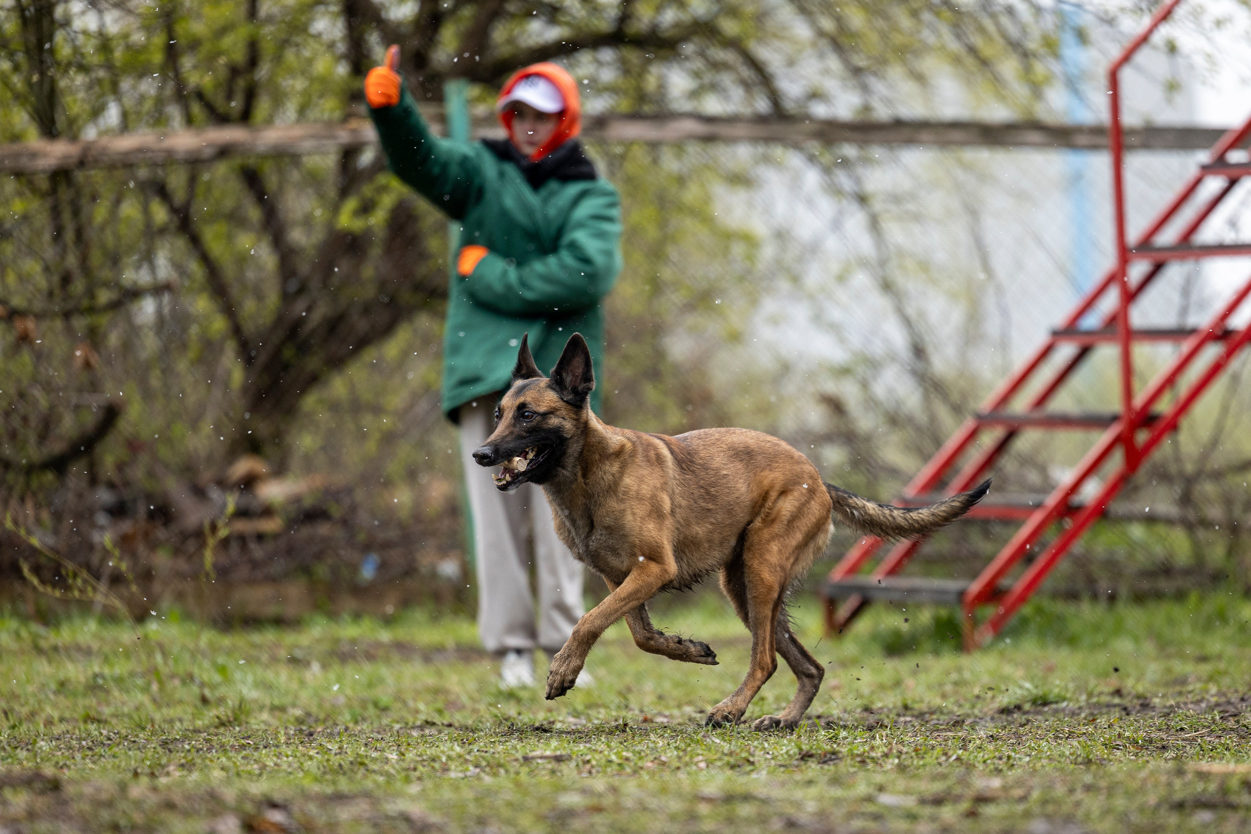 Квалификационные состязания по мондьорингу г. Вологда 11.05.24. Фотограф-анималист Анна Маринич