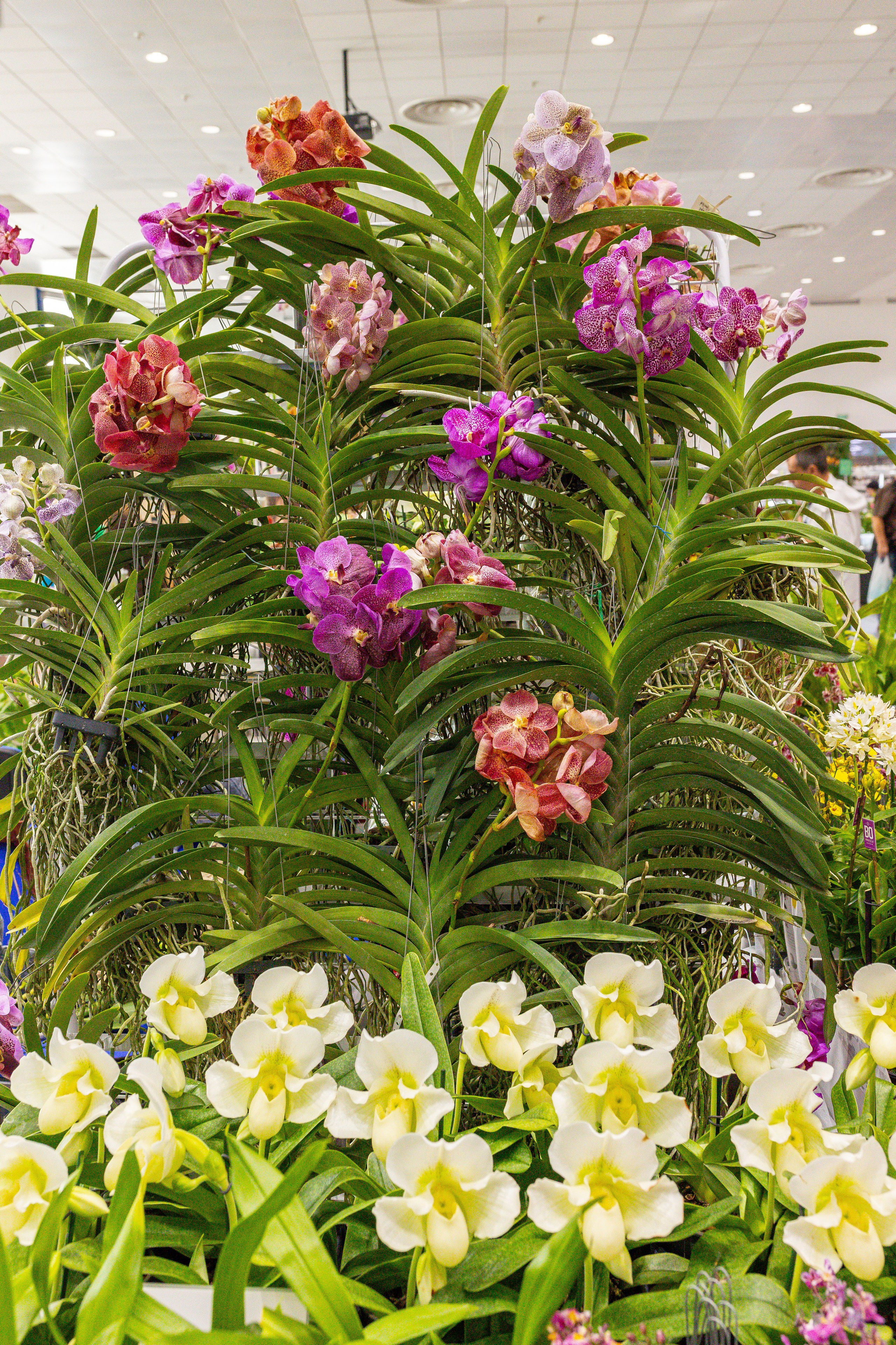 Орхидиум сентябрь 2025. Александра Куликова фотограф, Москва