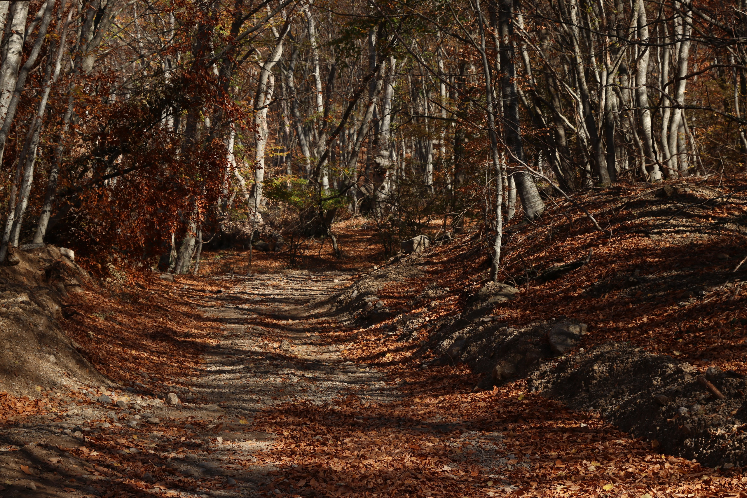 Крым. ЮБК (Гурзуф, Судак и их окрестности). Ноябрь 2023. Путешественник-фотограф из Санкт-Петербурга Татьяна Свистулина