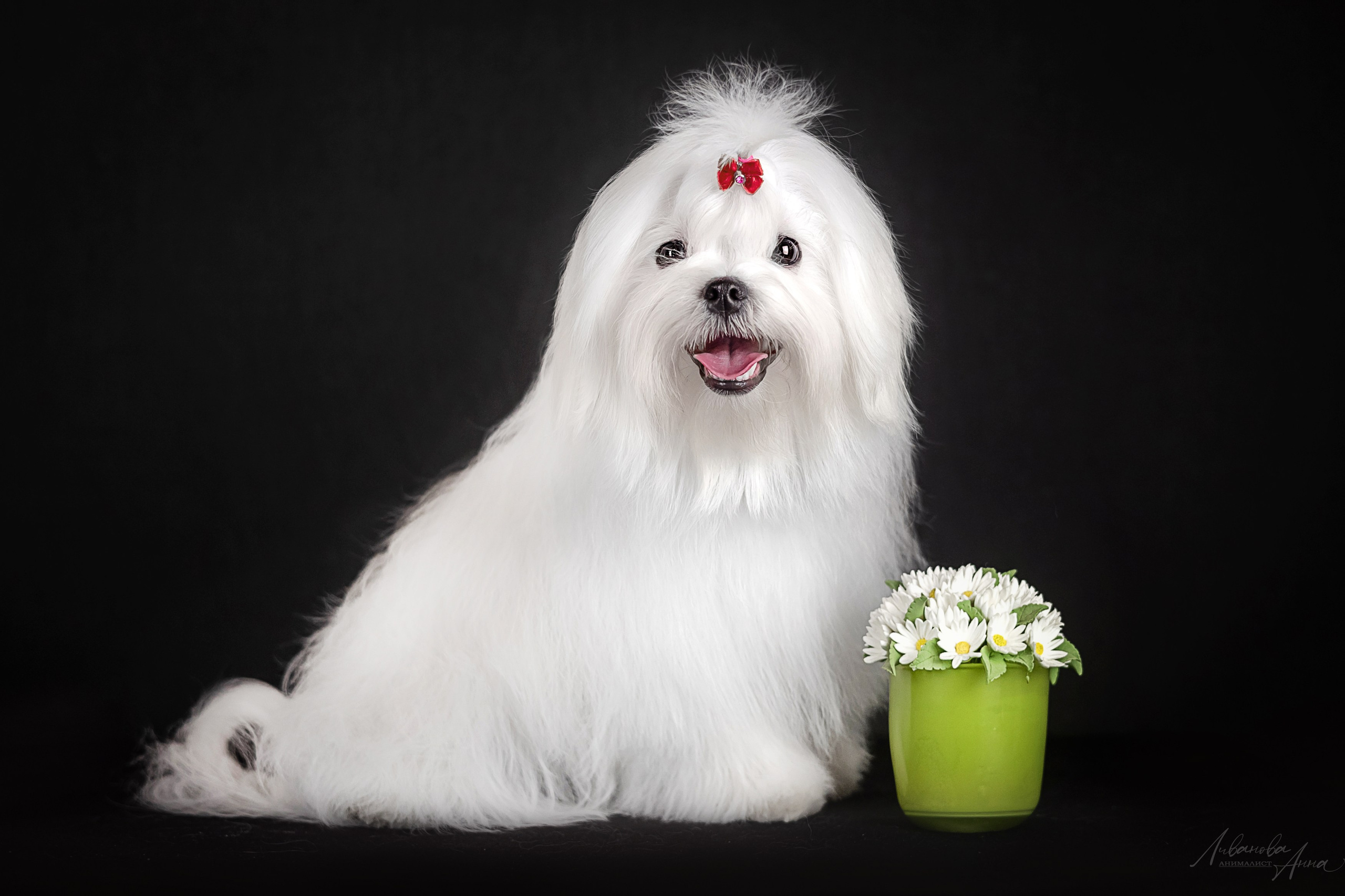 Мальтезе. Фотограф анималист Аня Ливанова | Рыбинск