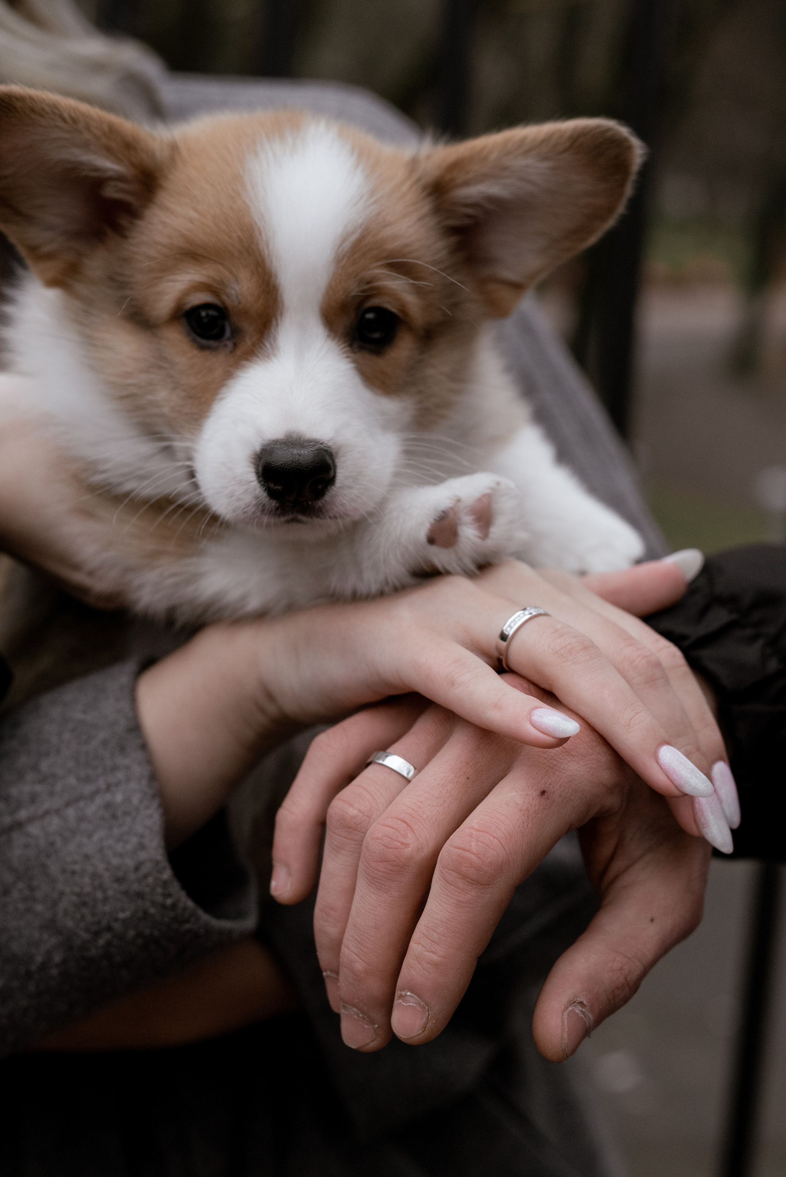 Марина и Евгений. Свадебный и семейный фотограф Юлия Чернобай | Подольск, Москва, Московская область