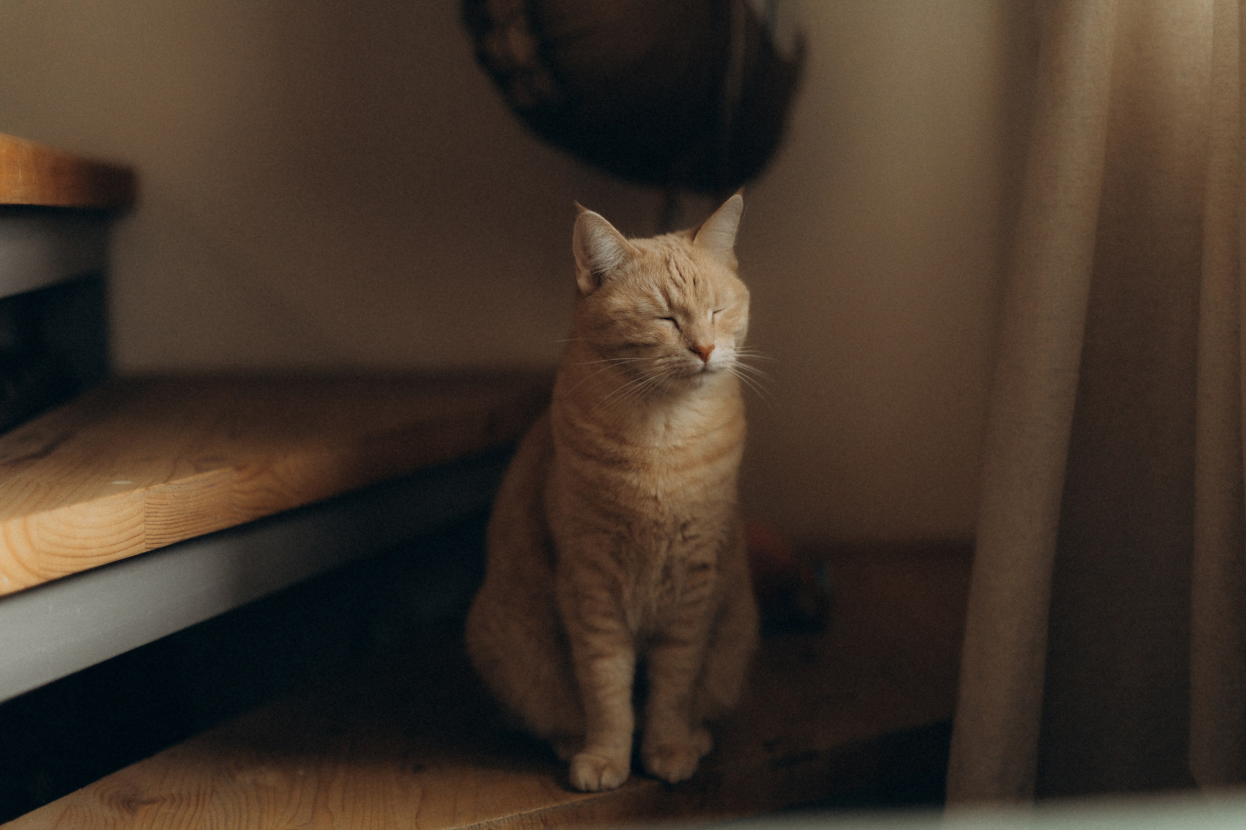 Домашняя фотосессия. Katerina Schastlivaya