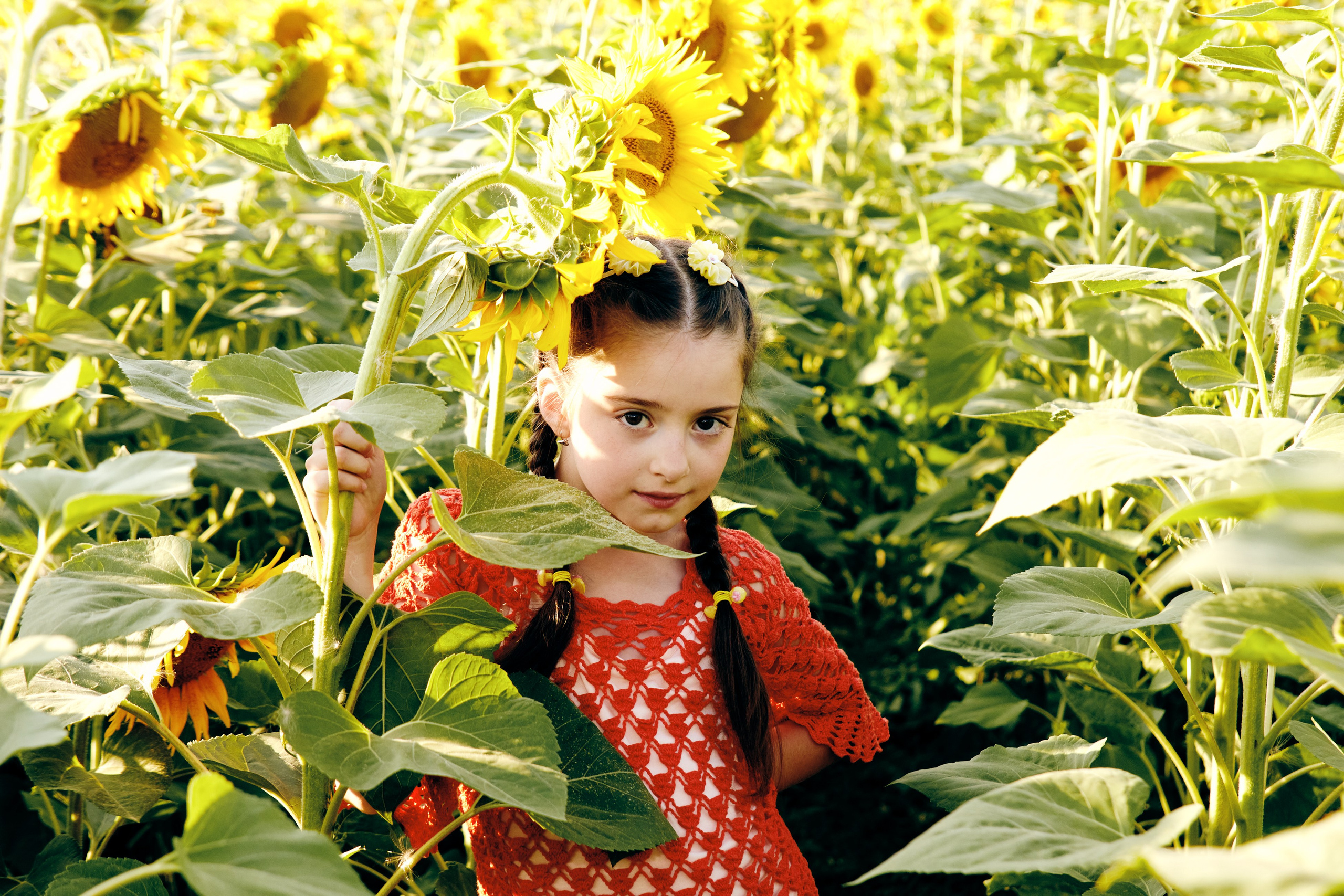 Семейная фотосессия в подсолнухах в Пятигорске. Фотограф и видеограф Антон Калашников | Пятигорск