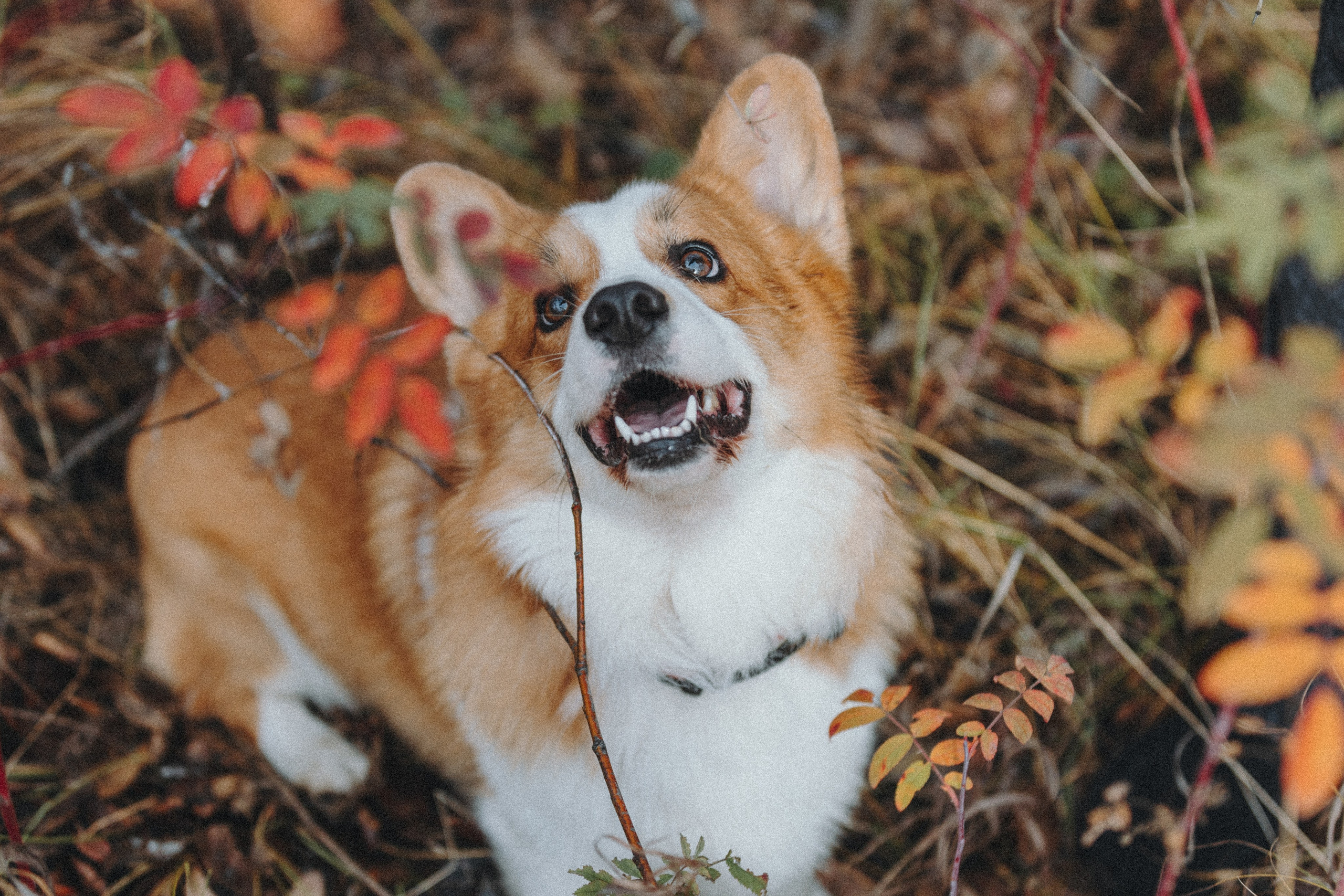Надя и Перси. Фотограф — анималист Светлана Кысса|фотограф собак в Краснодаре и Нижнем Новгороде
