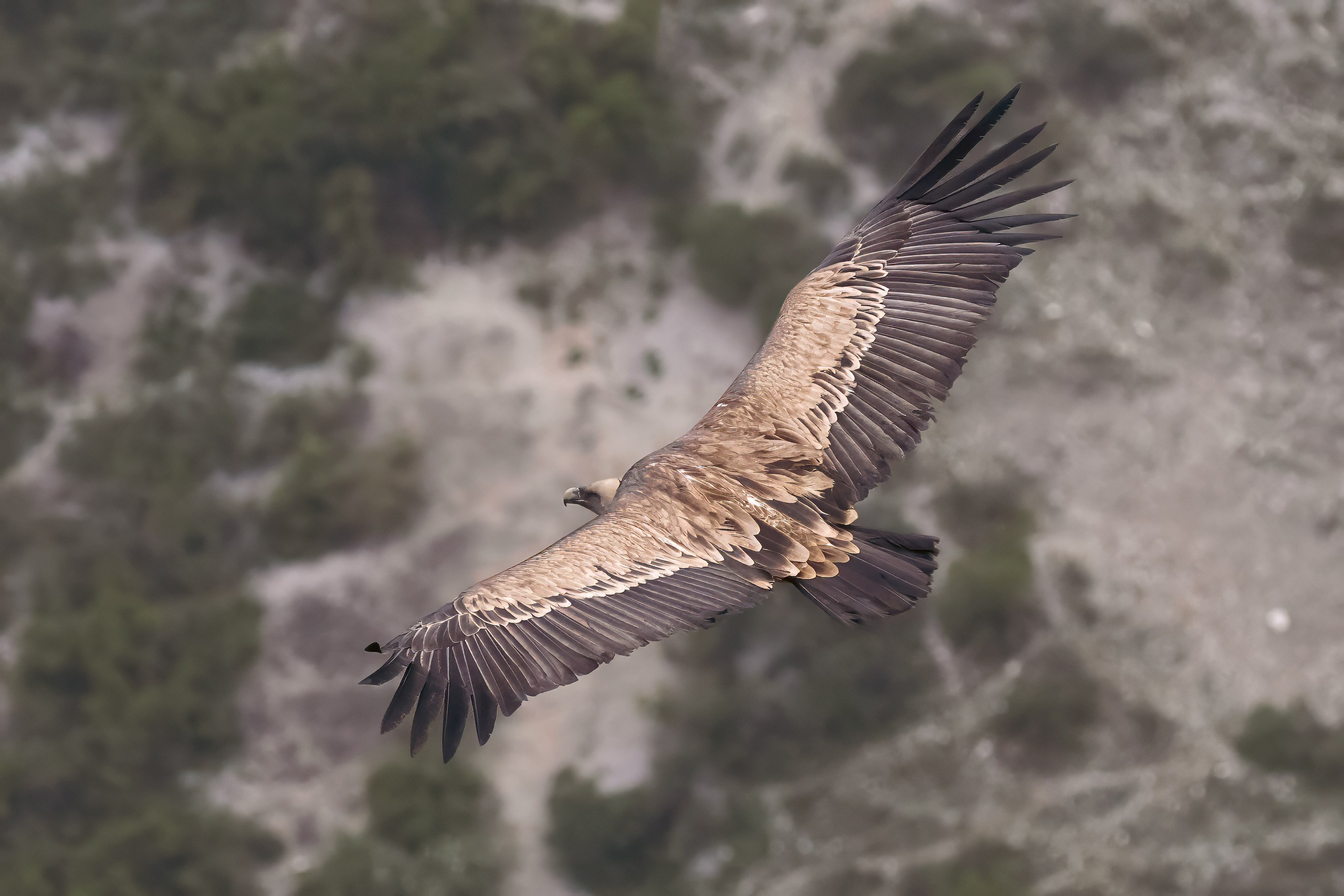 Белоголовый Сип. Красная книга. Photomantis