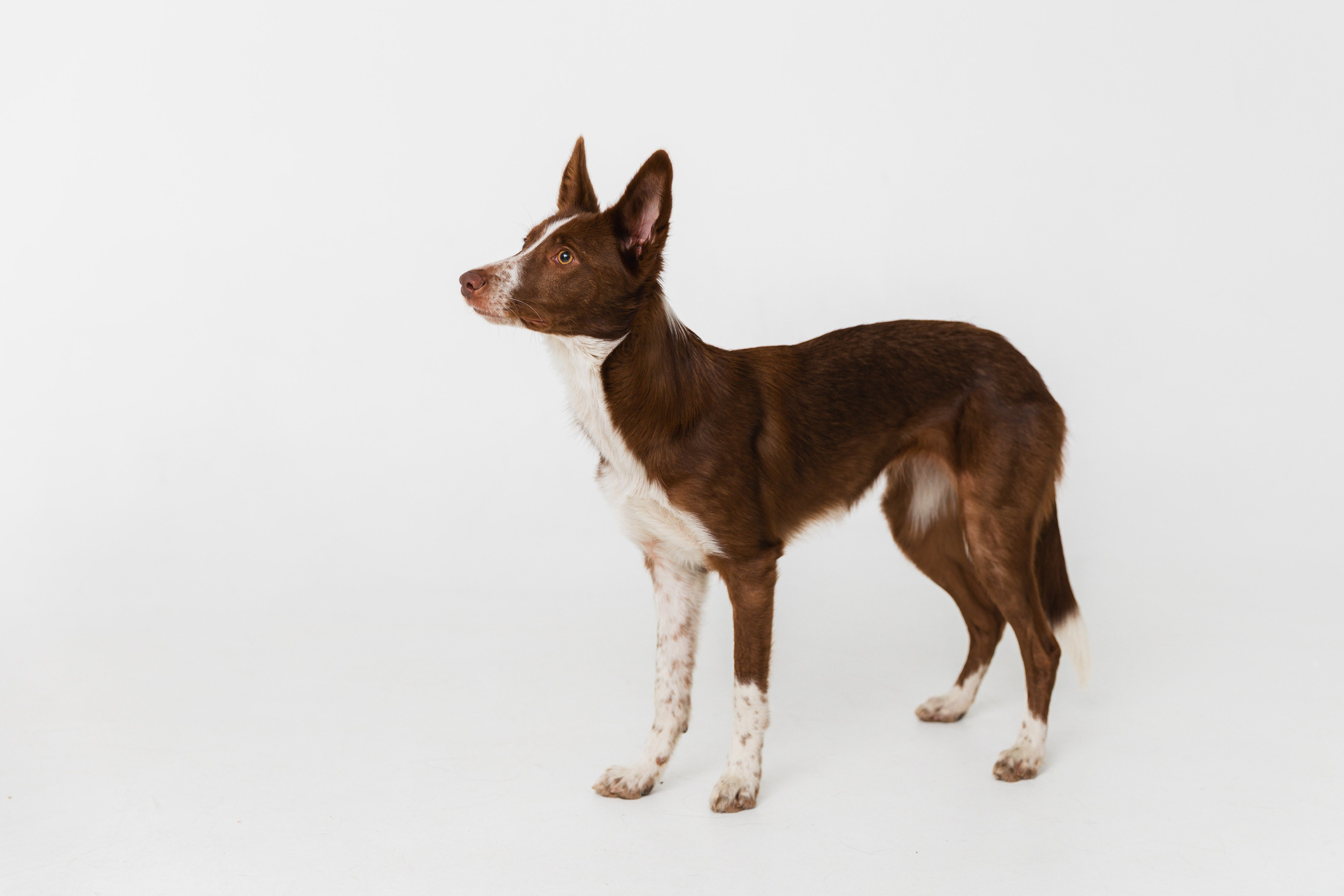 Воркшоп по импульсному свету