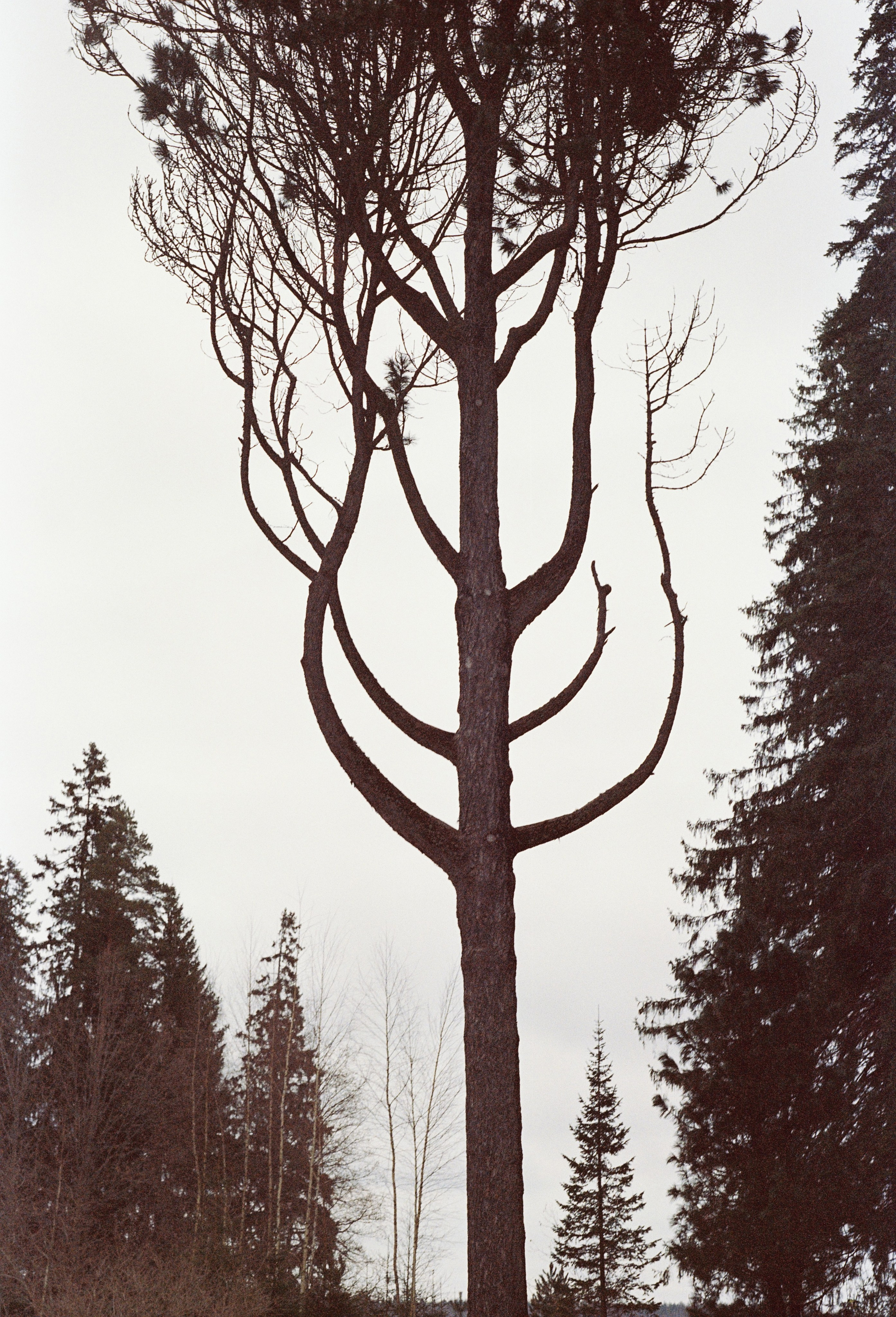 Съёмка на цветную фотопленку. Фотограф в Санкт-Петербурге и Москве Наталья Милли