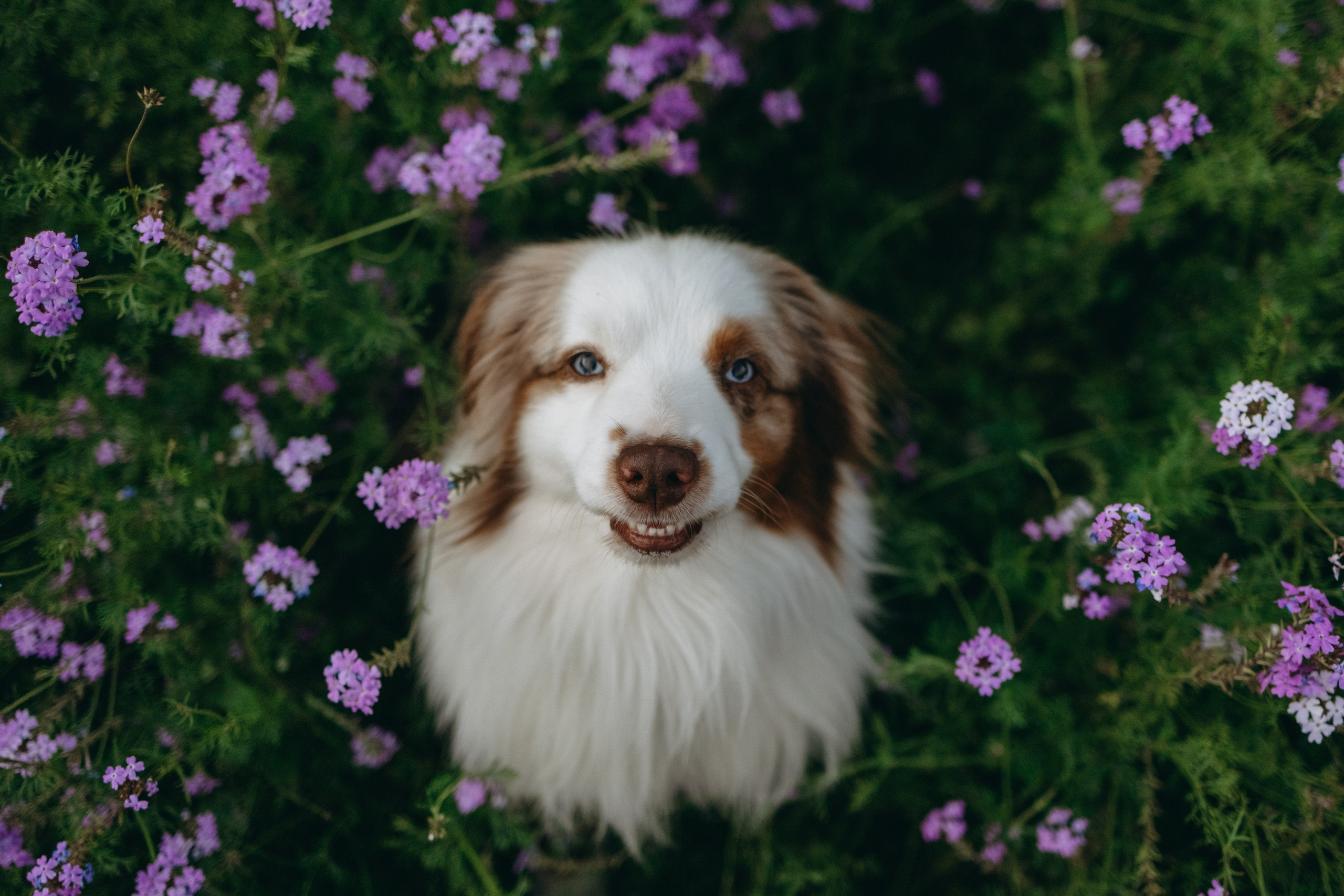 Маша и Эклер. Фотограф — Анималист | Санкт-Петербург