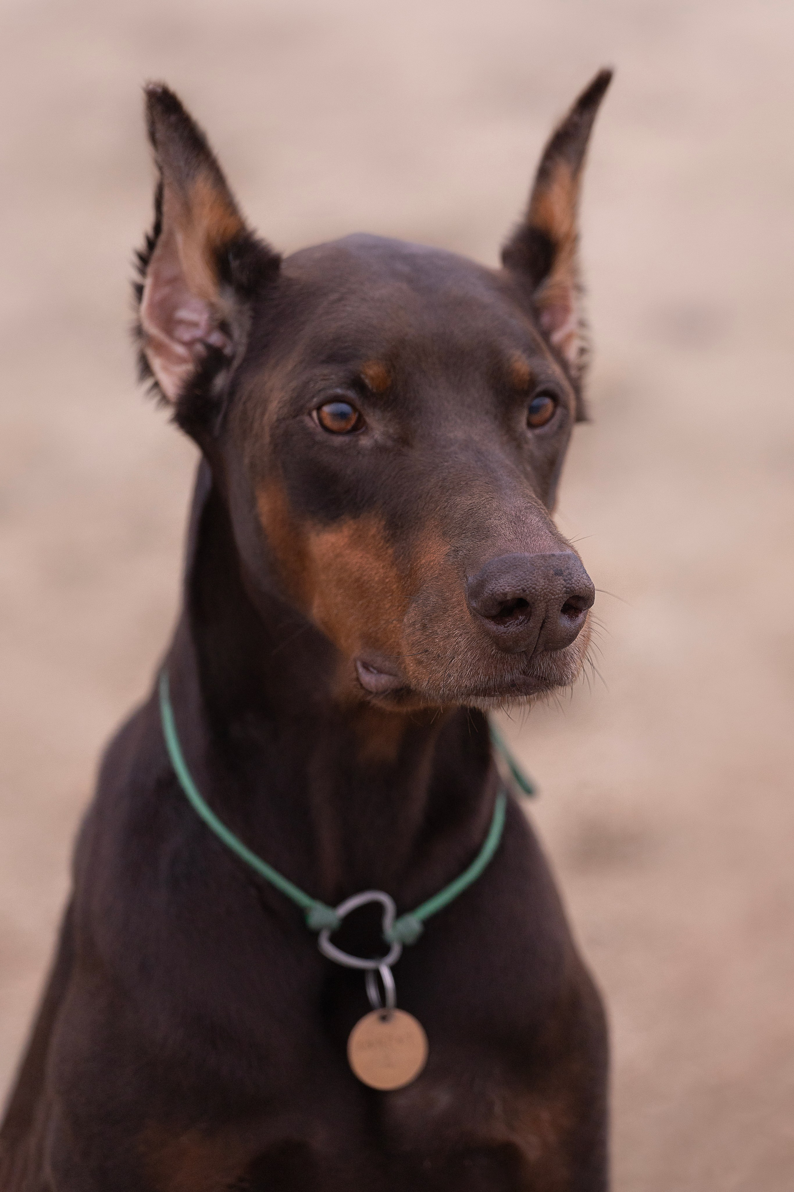 Оля и Кайрат. Фотограф — анималист Владивосток, Алина