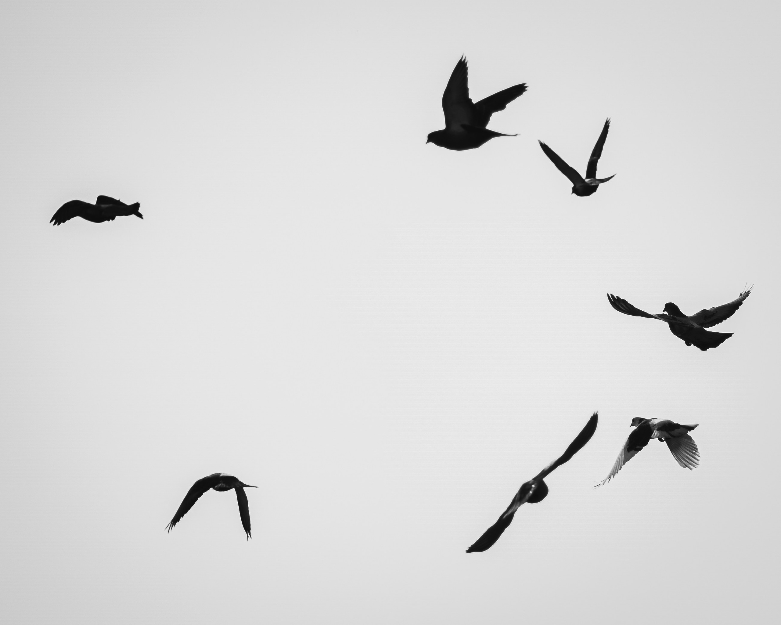 Животные. Фотограф в Ростове-на-Дону Ника Обида