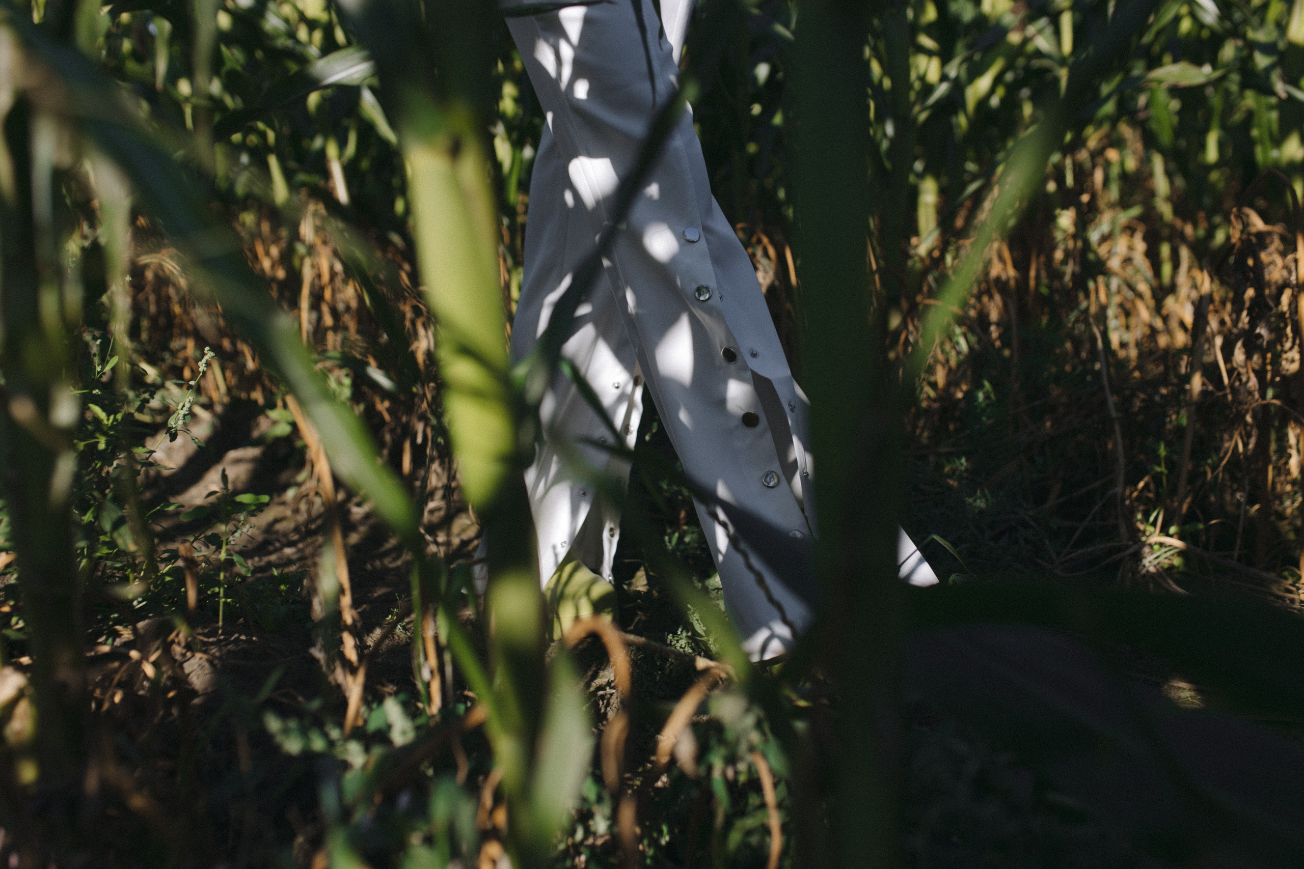 Любовь нашла в кукурузе