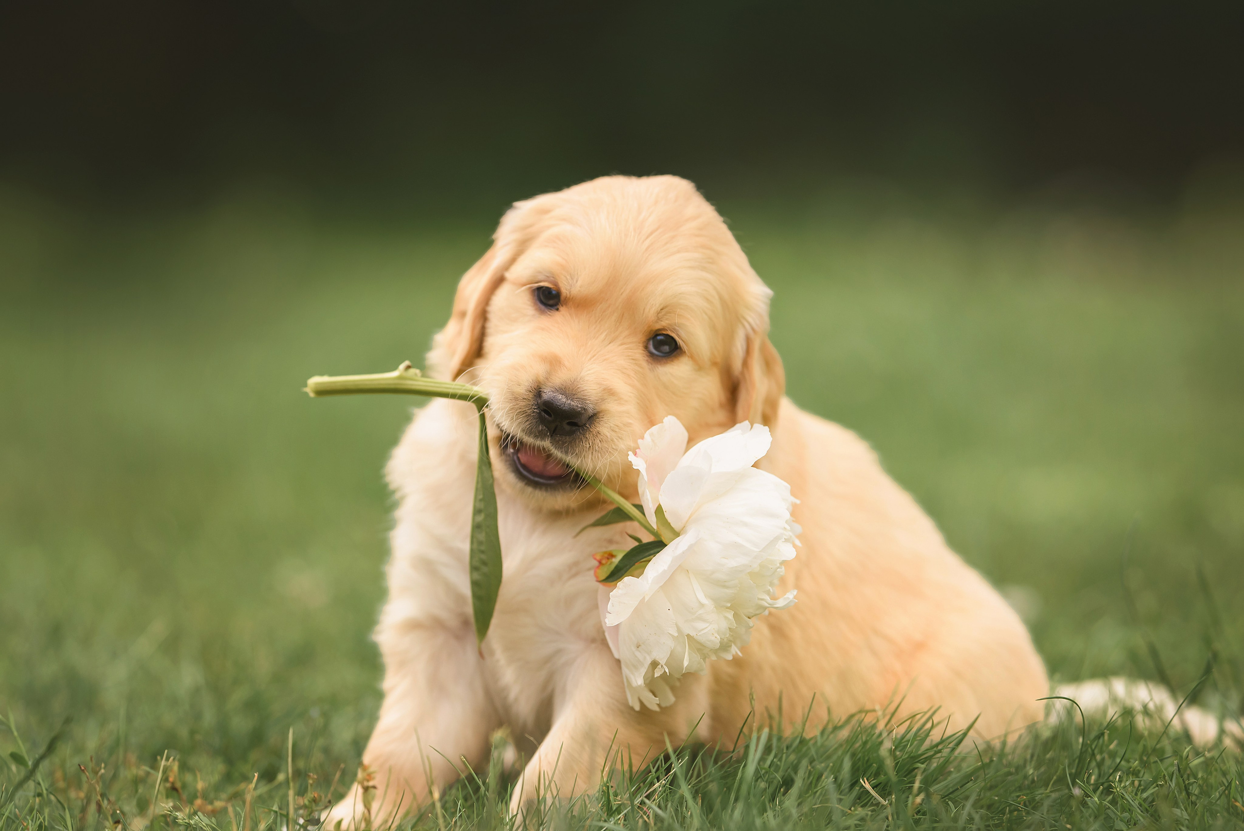 Животные. Семейный фотограф в Минске Виктория Дубровская
