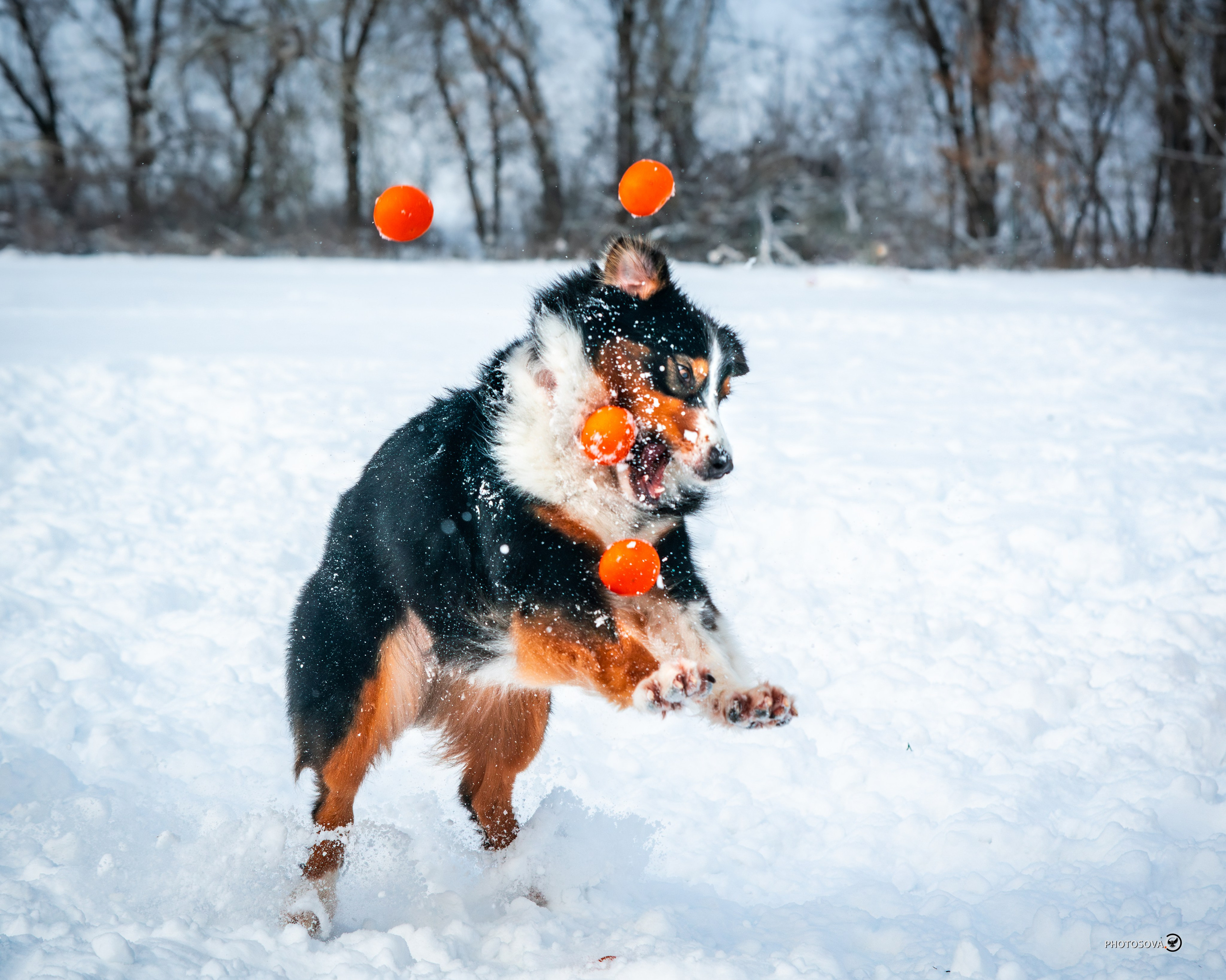 ФОТОПАМЯТЬ ВАШИХ ЭМОЦИЙ. Фотограф-анималист, семейный фотограф в Москве и Подмосковье. Фотосъёмка кинологических дисциплин