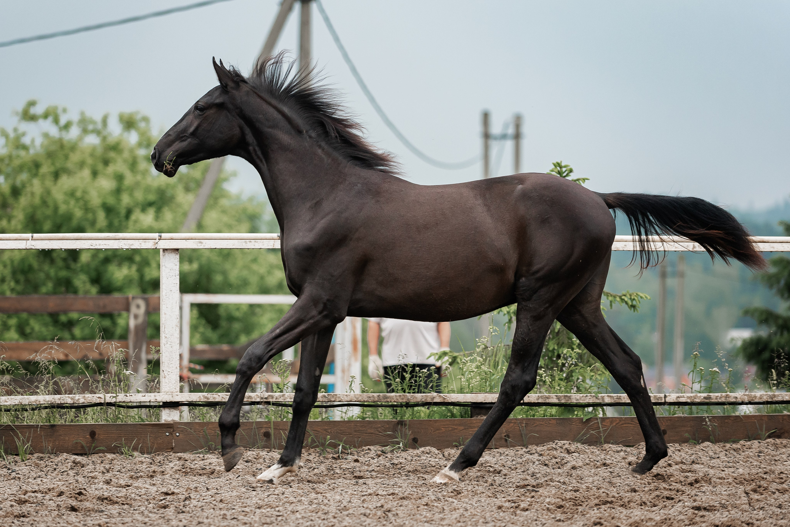 Рони и Зося. Куракина Дарья • Конный фотограф