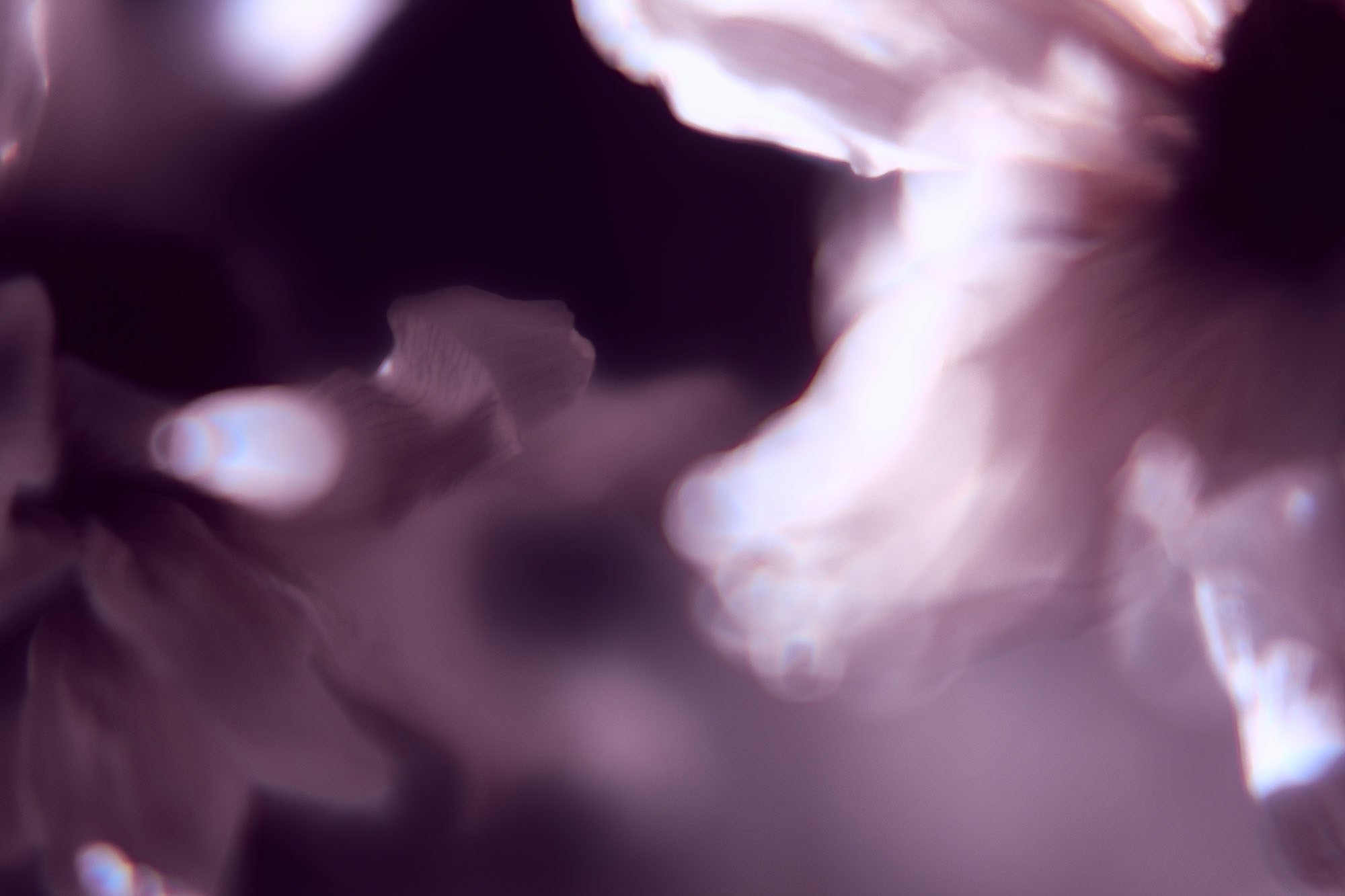 Макро-абстракция «Эфемерность» | Лимитированная серия. Sandra Marselly | Абстрактная Макро-Фотография