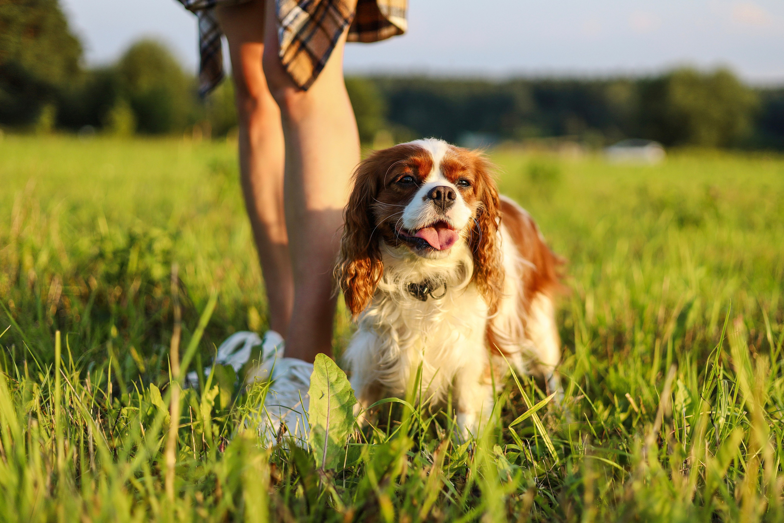 Бонни, Лея и Лера. Фотограф-анималист Ксения Шевцова|Москва