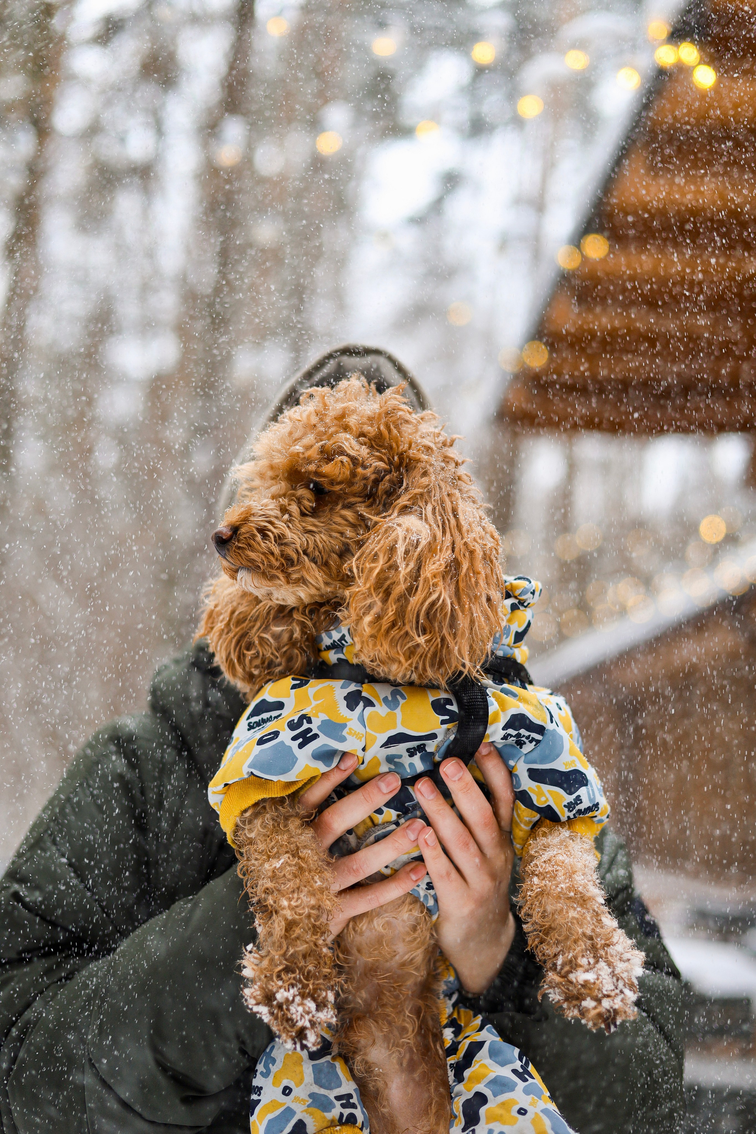 Муд и Леся. Фотограф-анималист Ксения Шевцова|Москва