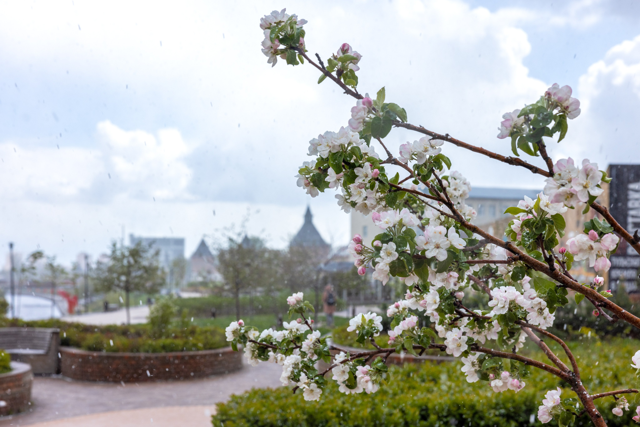 Весеннее цветение в Туле. Фотограф в Туле Крупский АнДРей. Фотостудия «КАДР71» в Туле